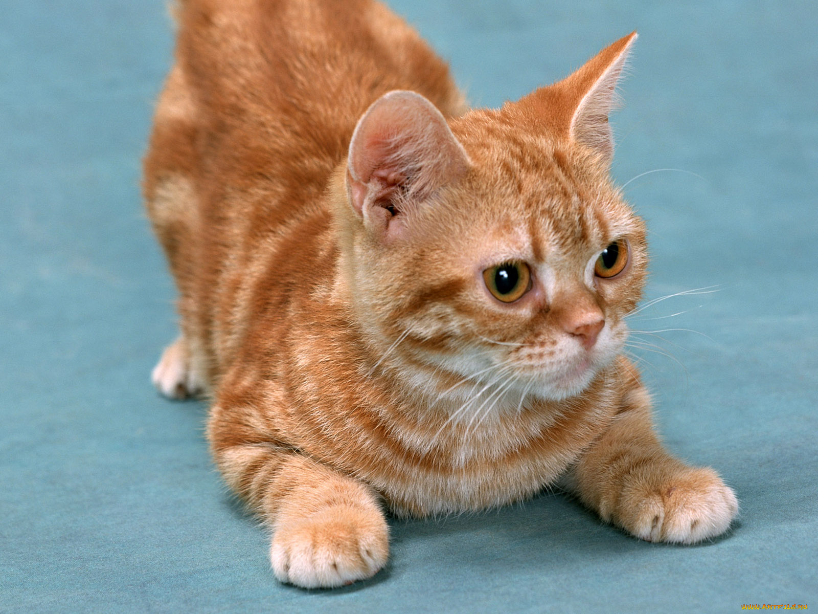 животные, коты