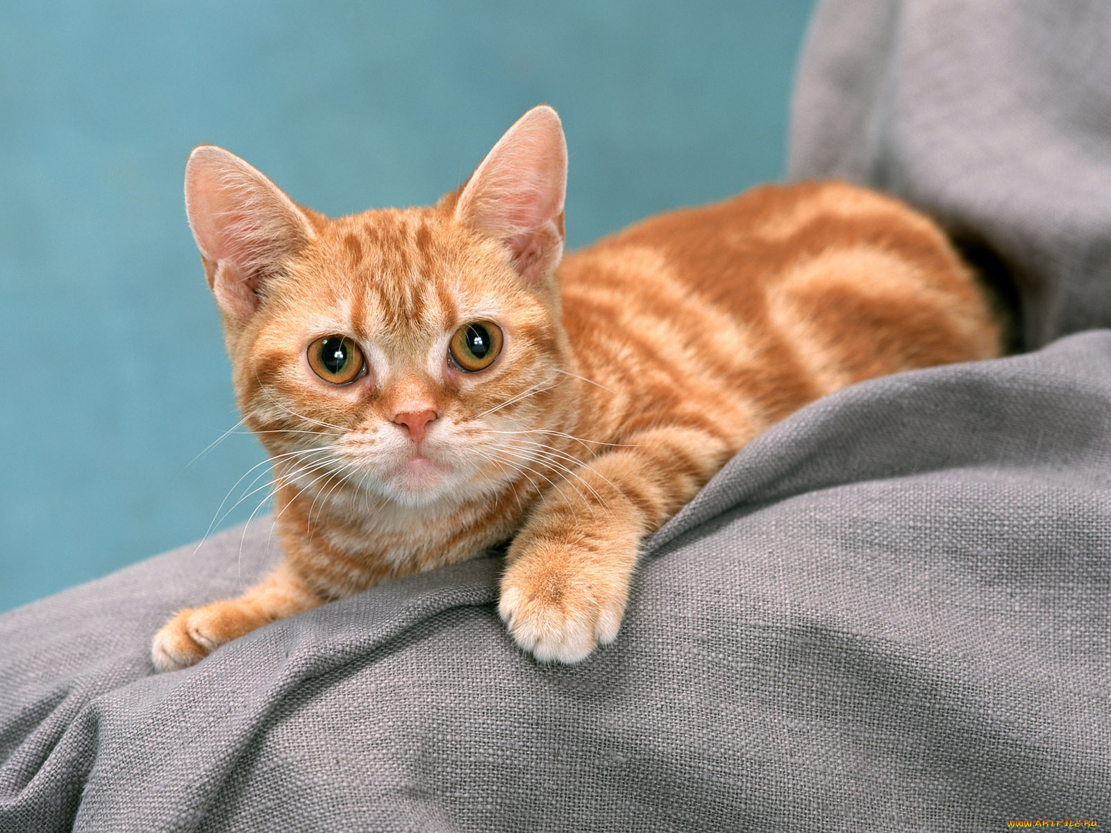 животные, коты