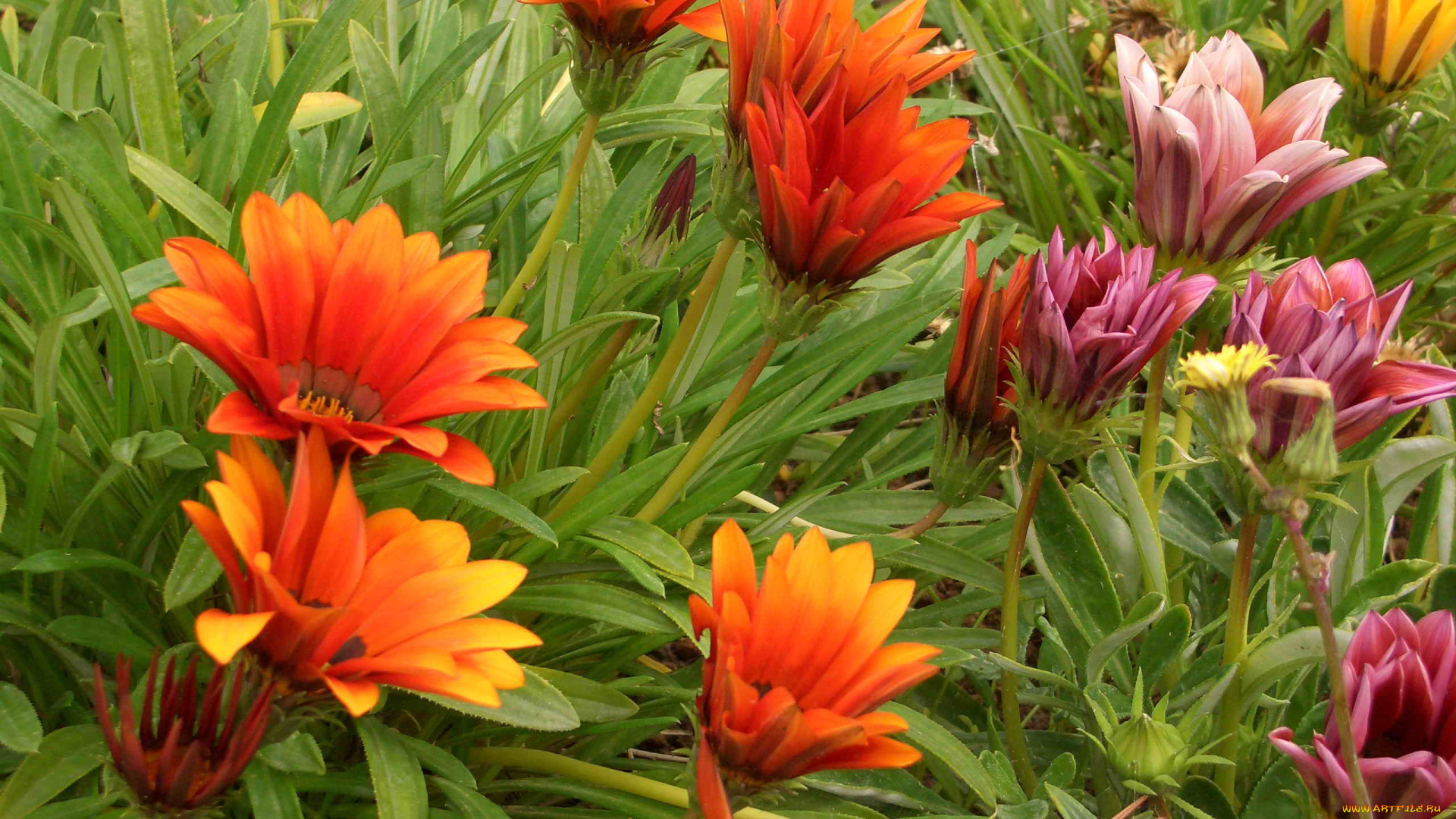 цветы, газания