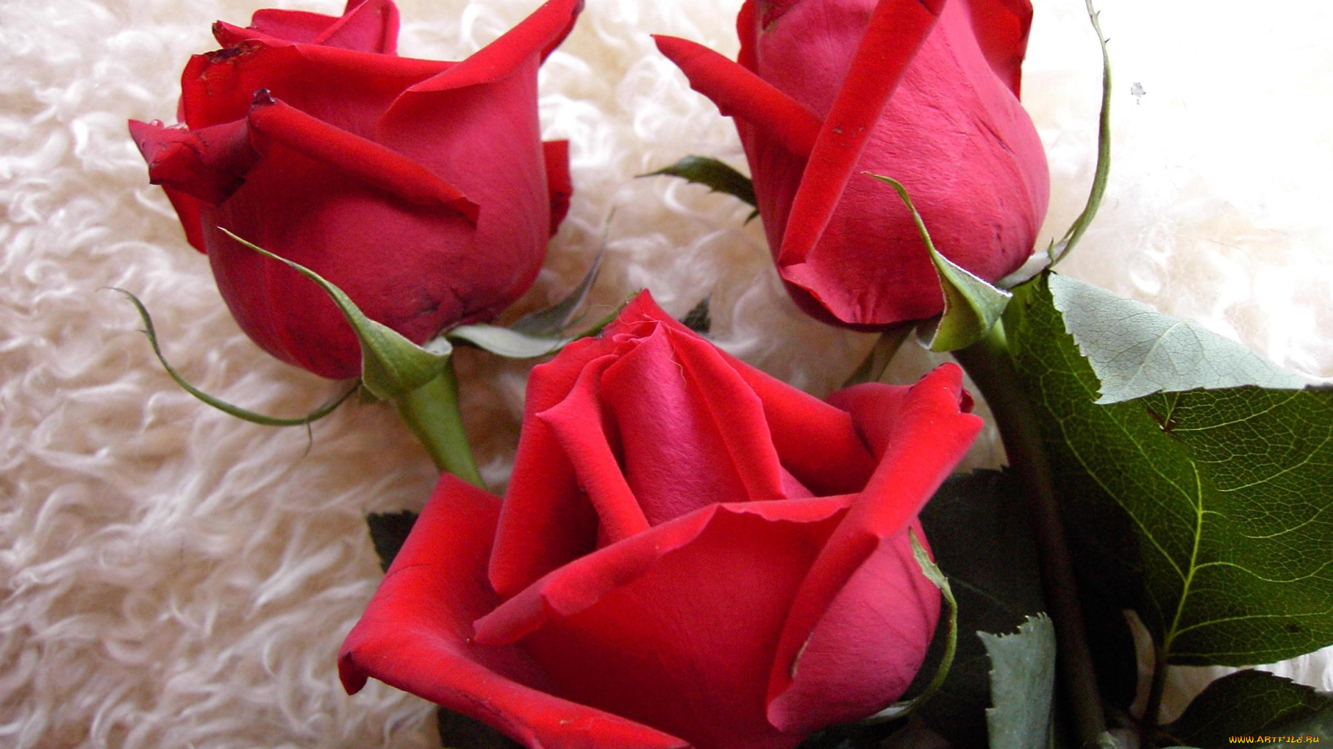 цветы, розы