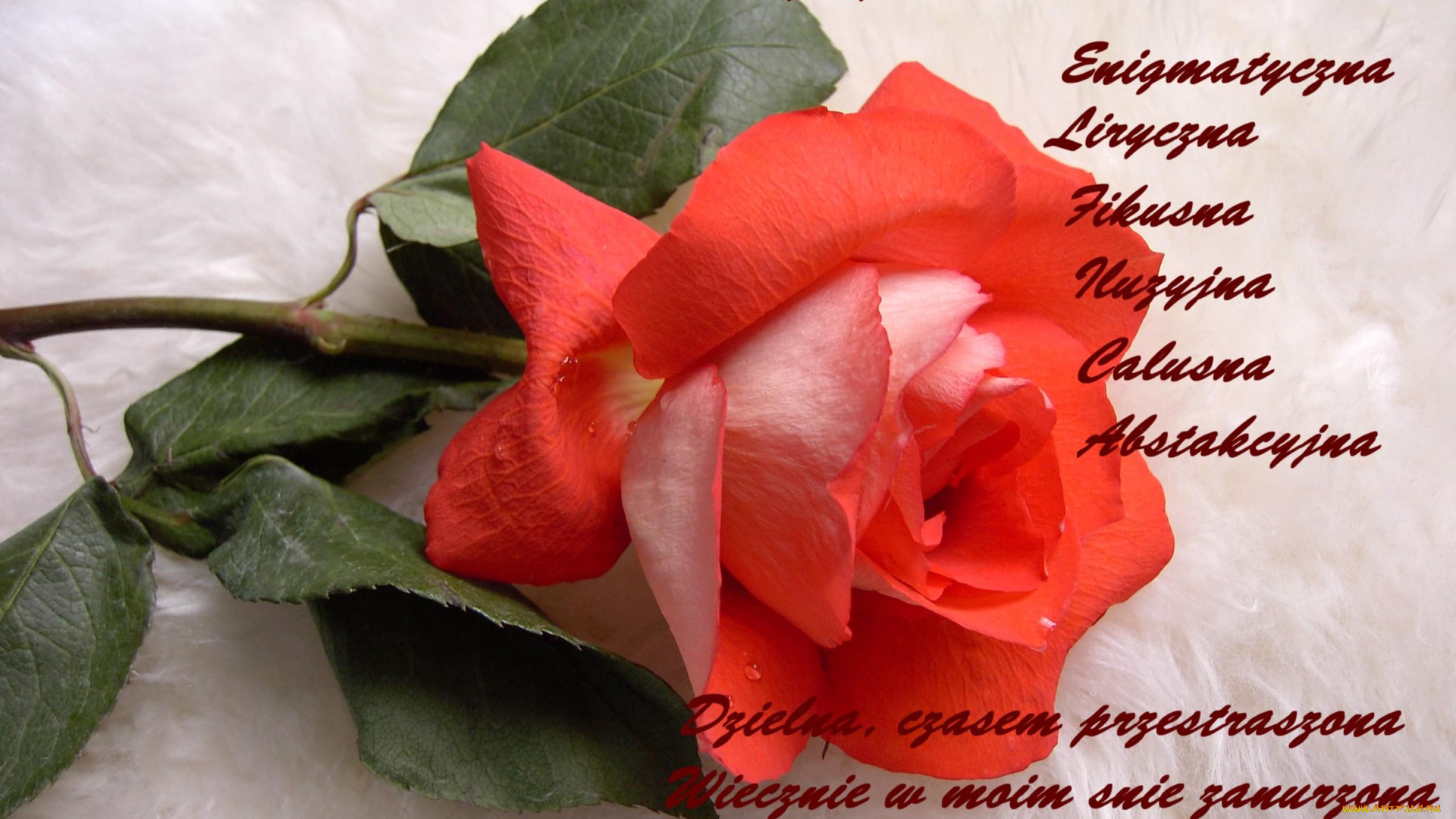 цветы, розы