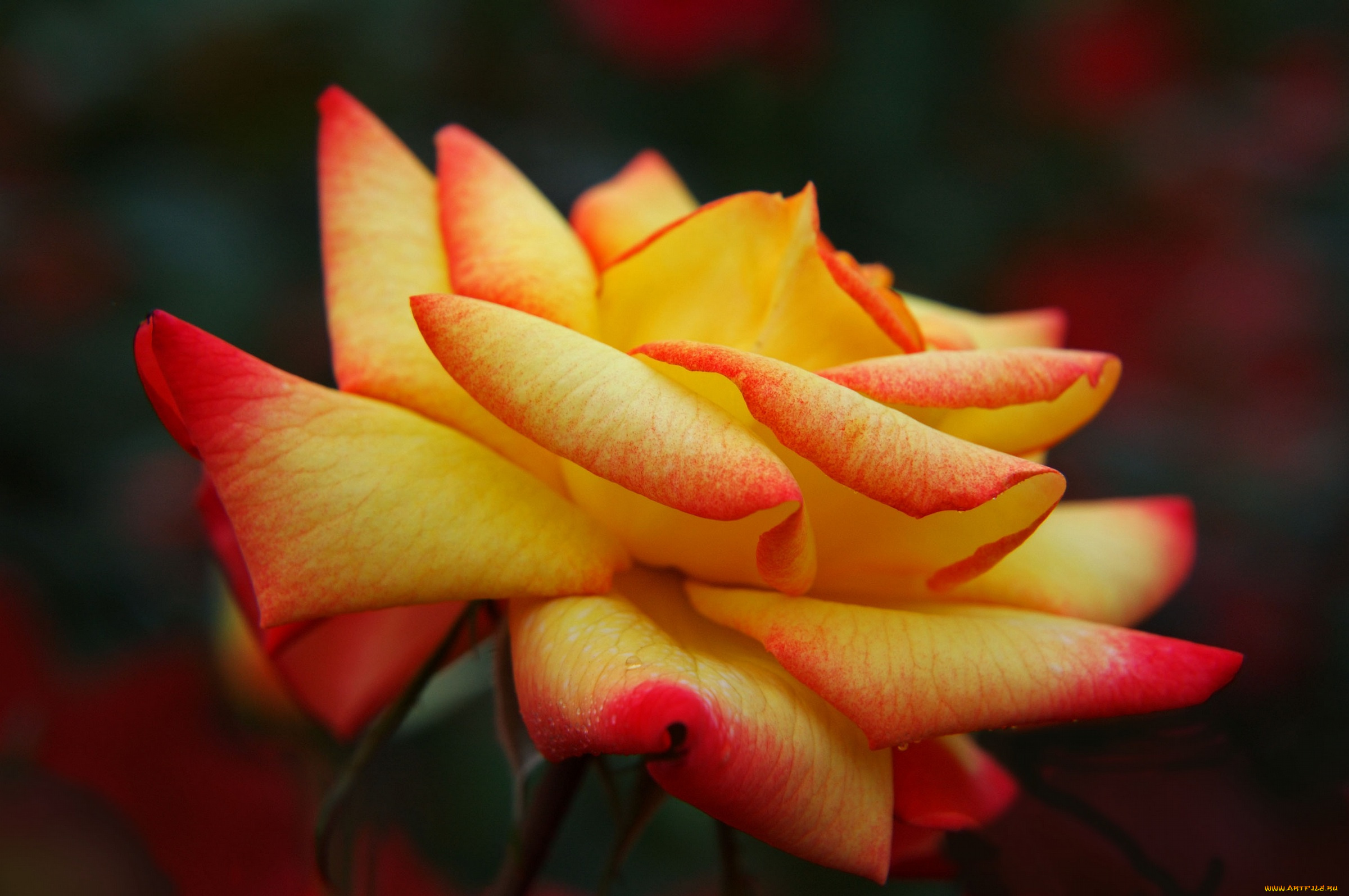 цветы, розы