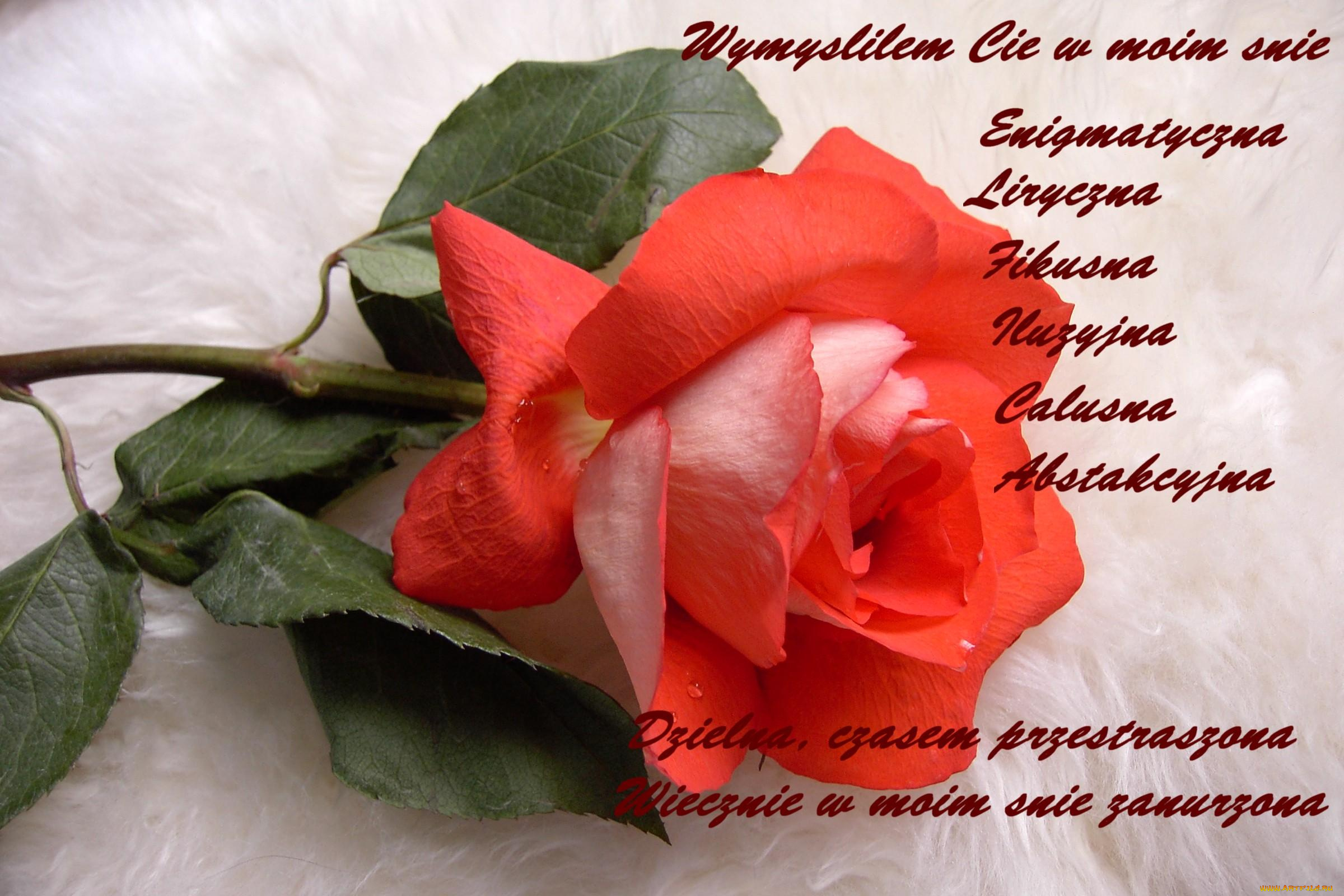 цветы, розы