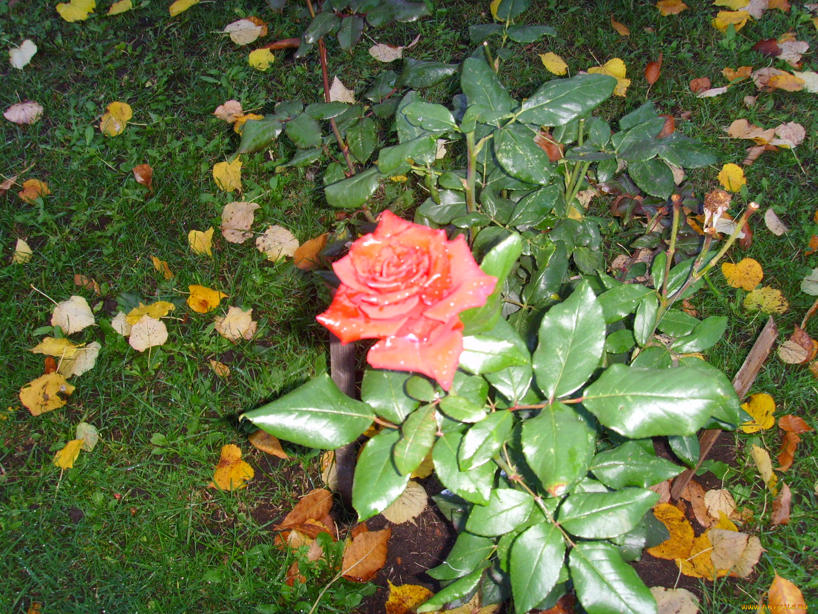 цветы, розы