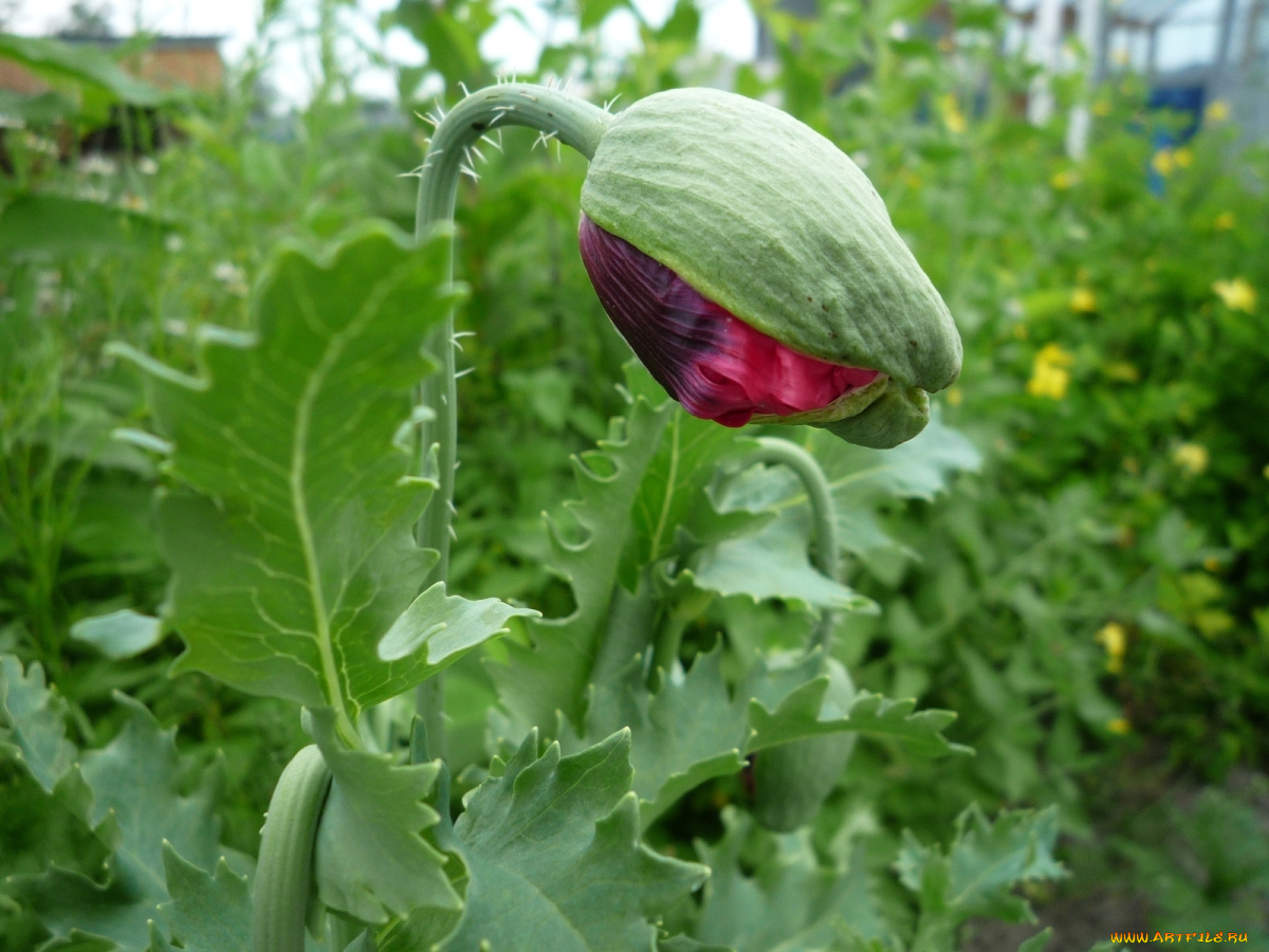 цветы, маки