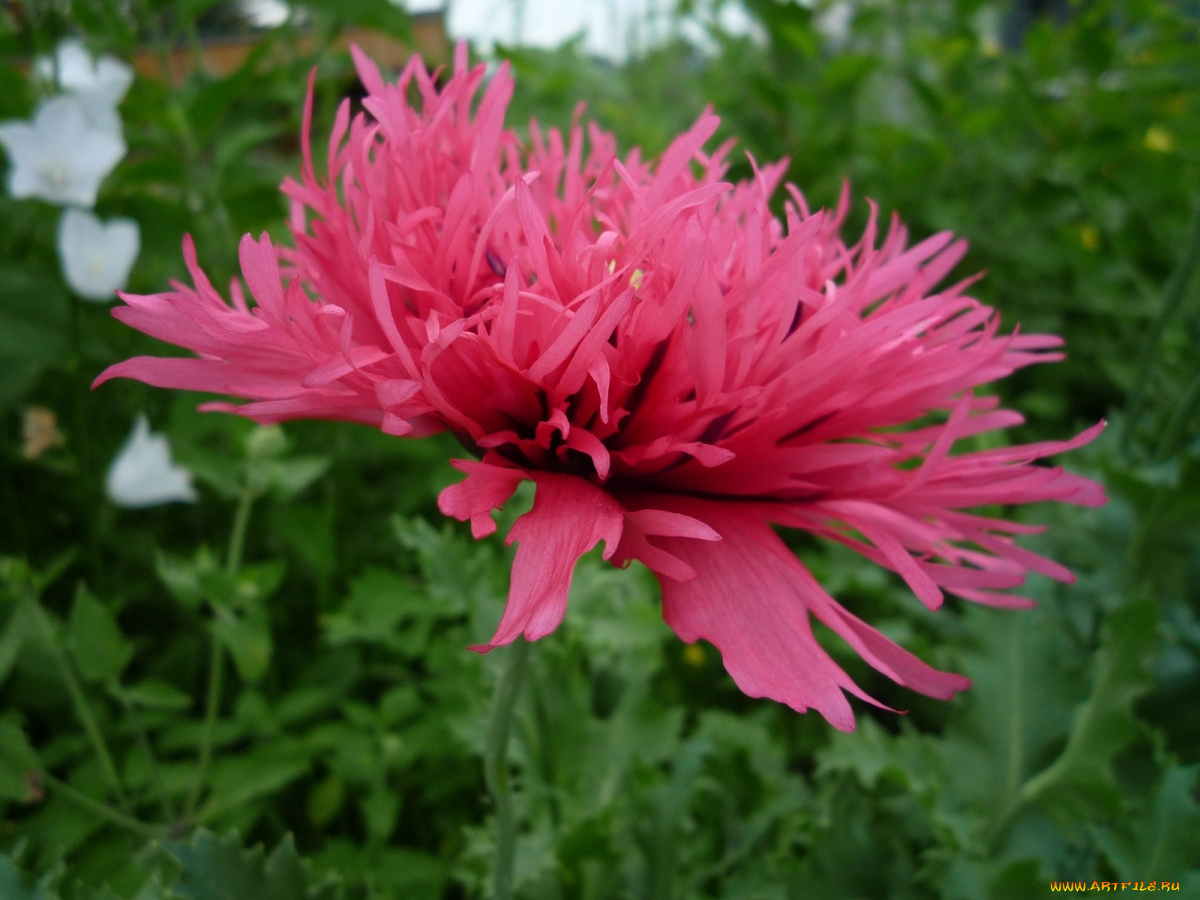 цветы, маки