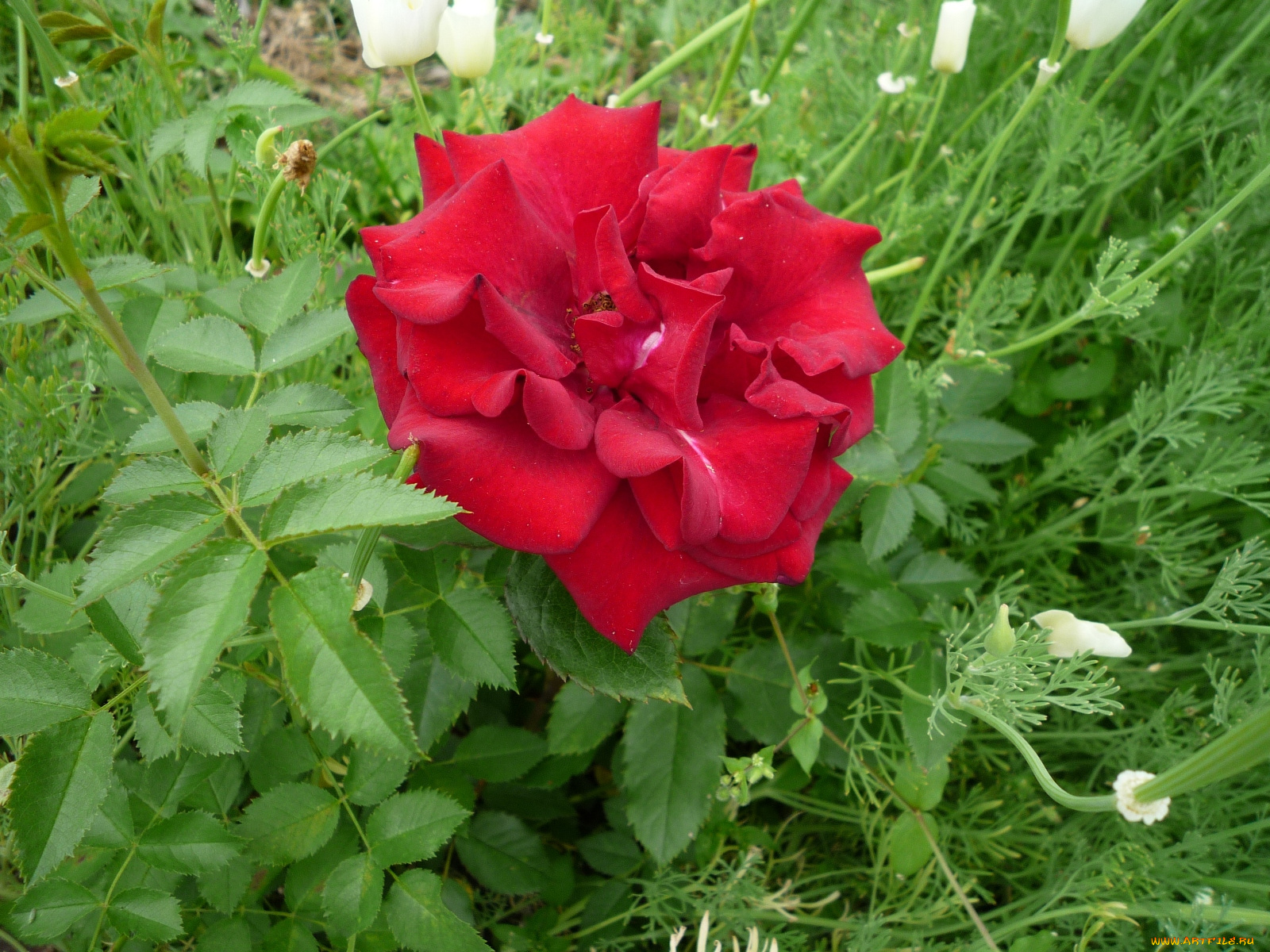 цветы, розы