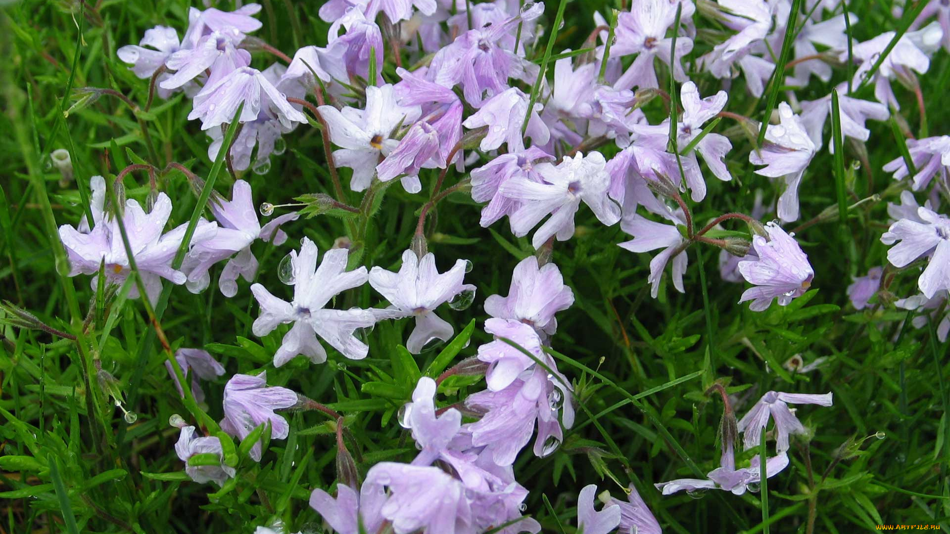 цветы, флоксы