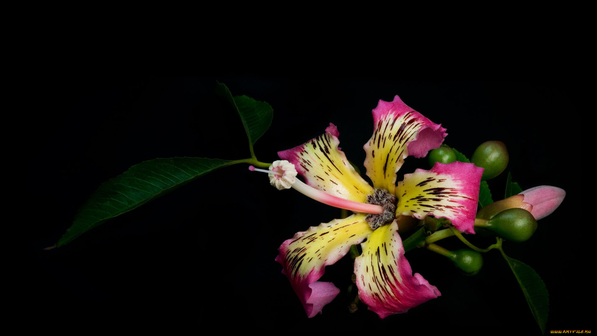 цветы, гибискусы