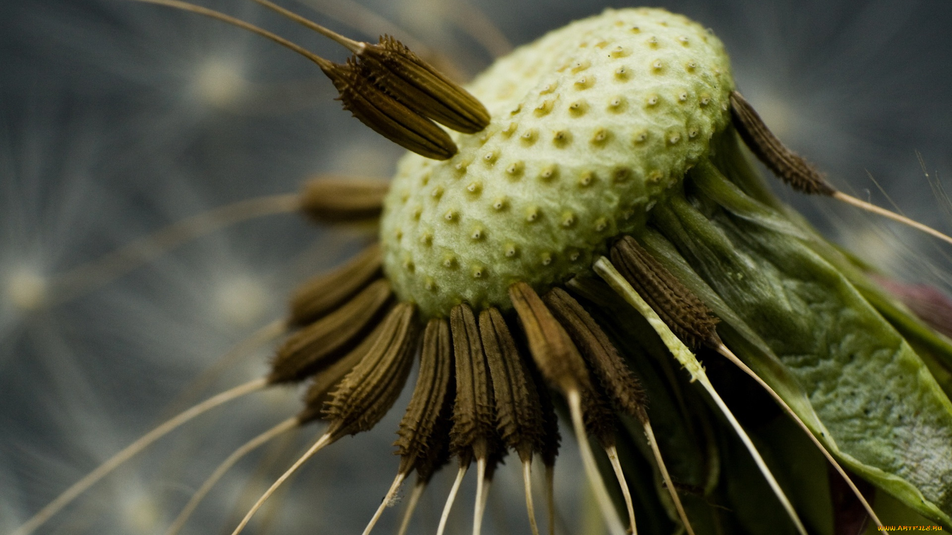 цветы, одуванчики