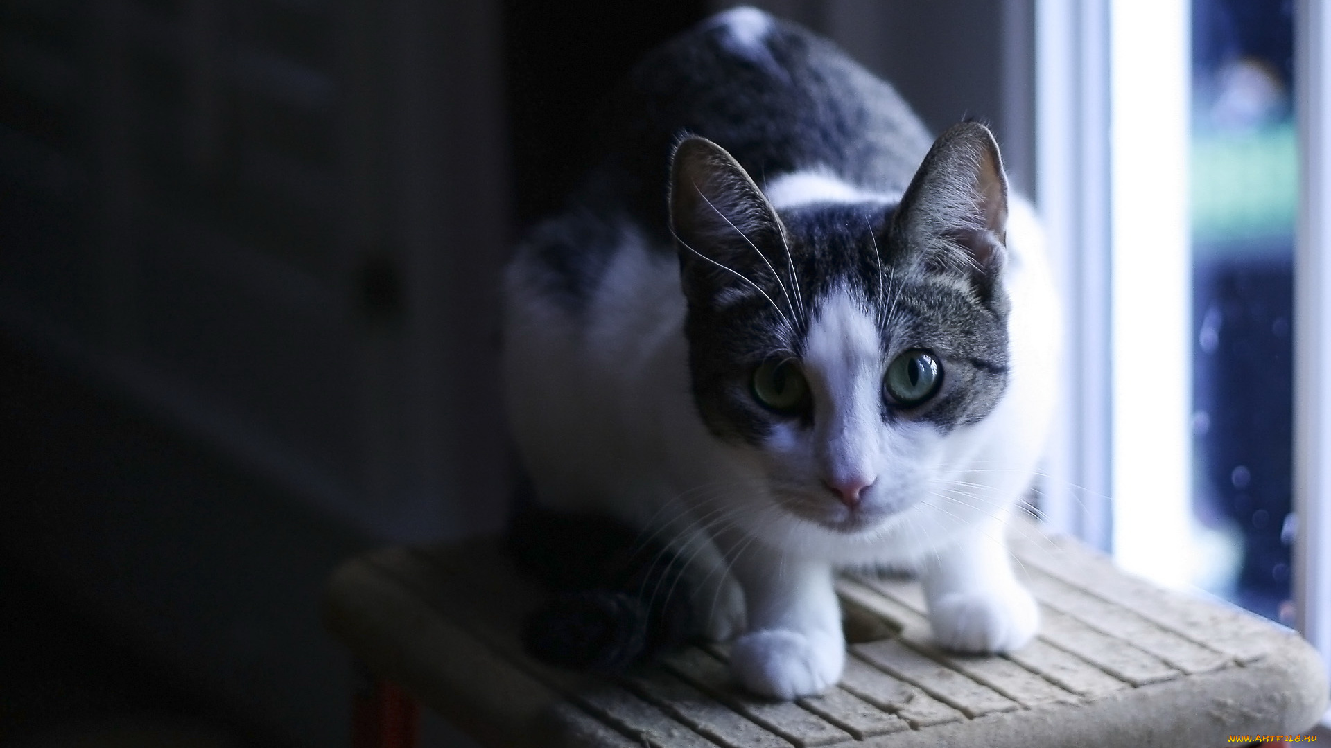 животные, коты