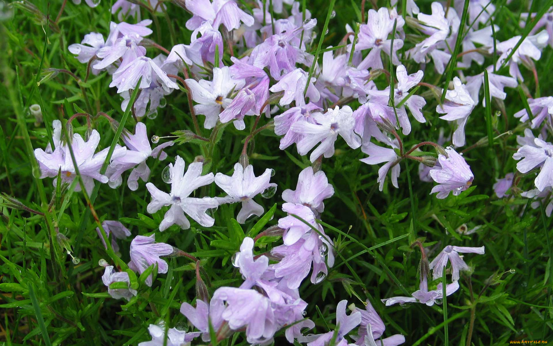 цветы, флоксы