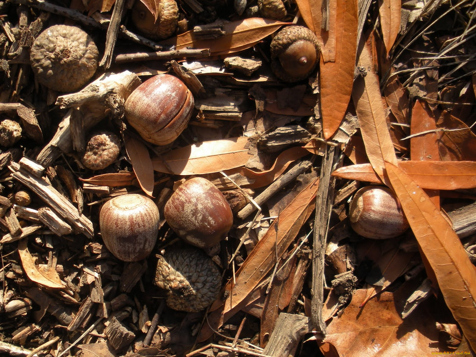 природа, шишки, жёлуди, каштаны, желуди