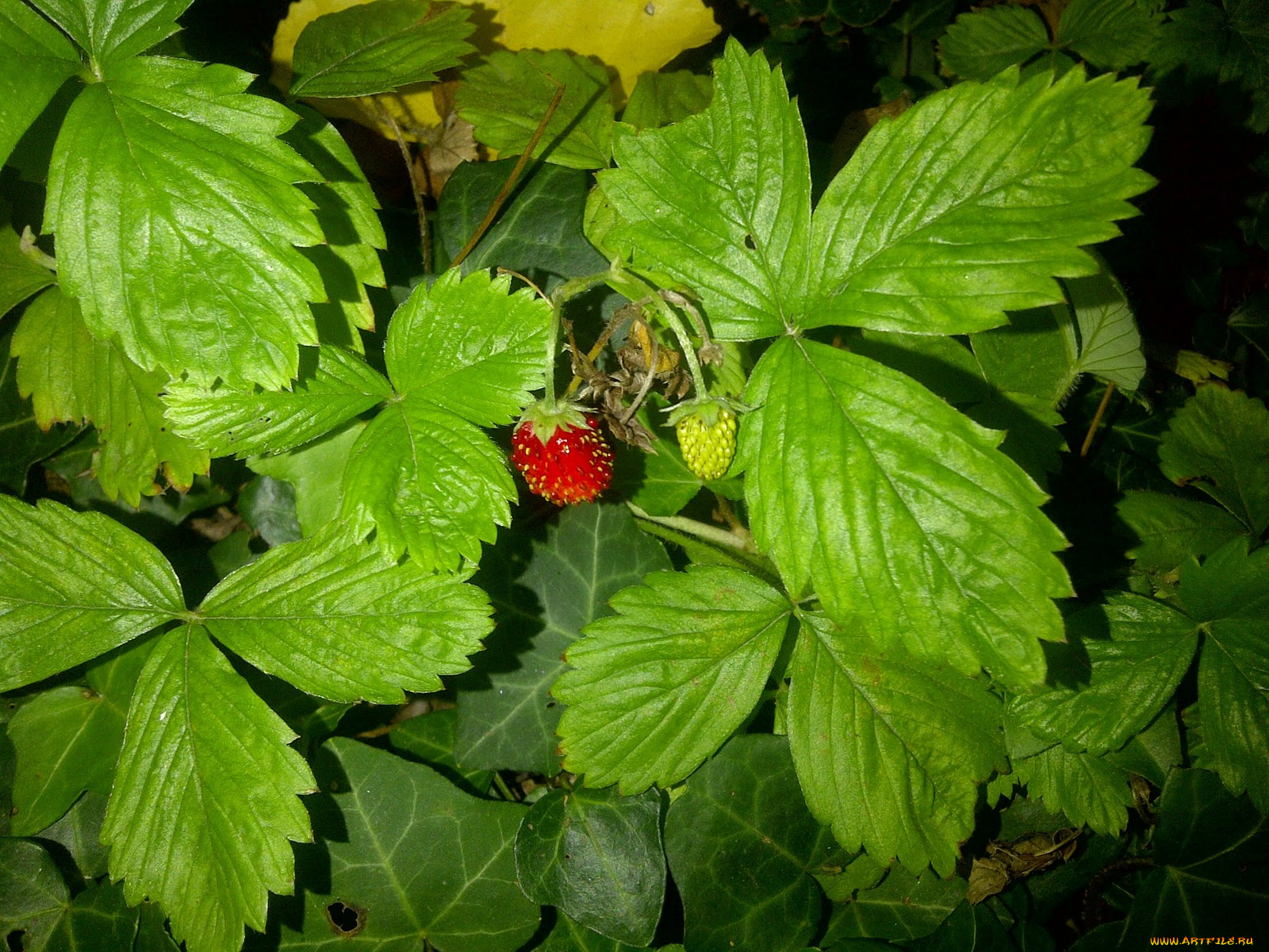 природа, Ягоды, клубника