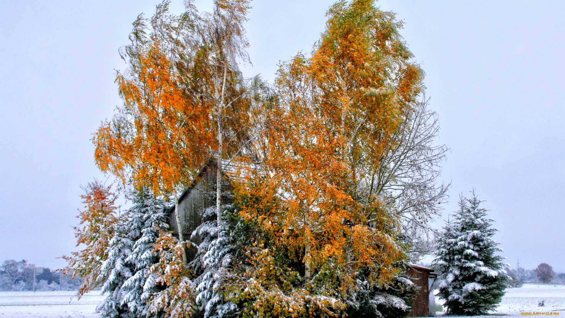 германия, лаупхайм, природа, зима, снег