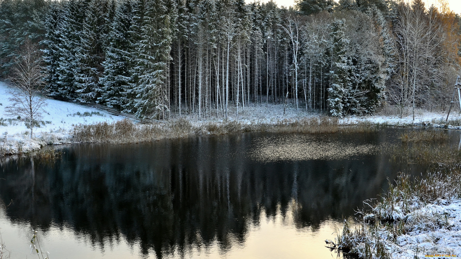 литва, пренай, природа, зима, лес, река, снег