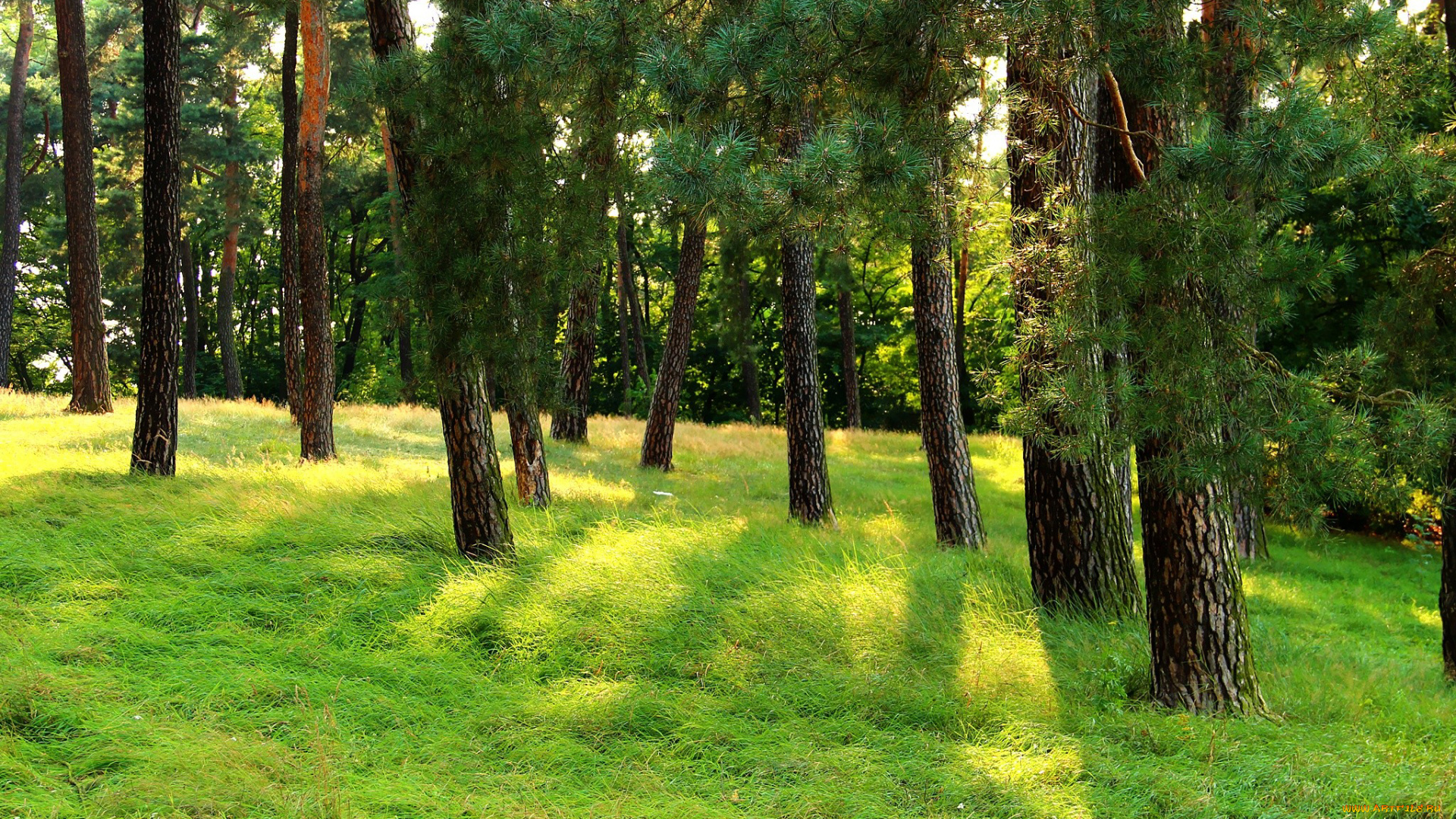 природа, деревья, сосны