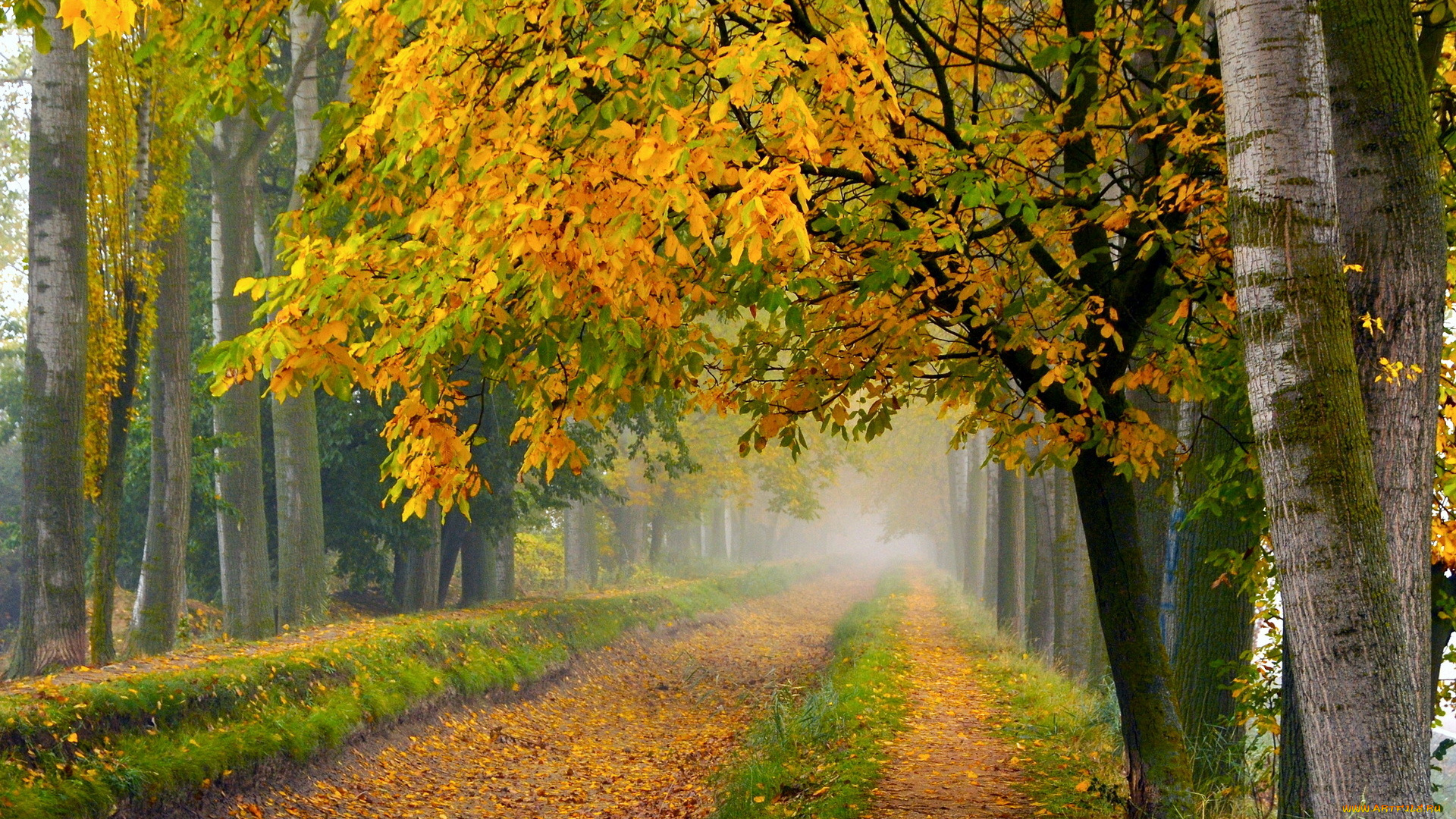 природа, дороги, дорога, деревья, осень