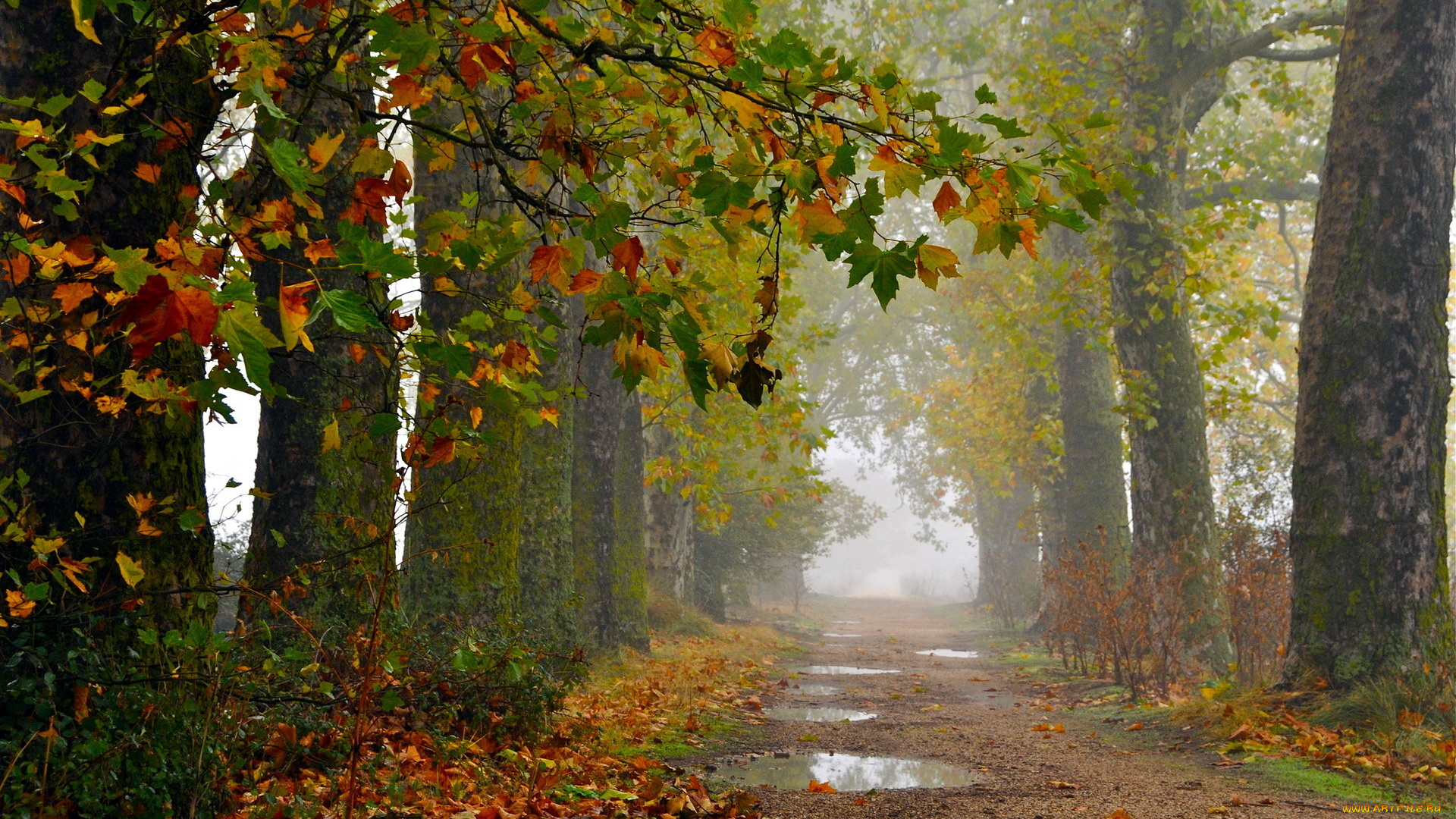 природа, дороги, дорога, осень