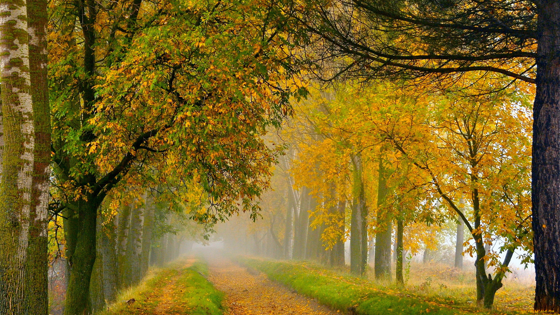 природа, дороги, дорога, осень