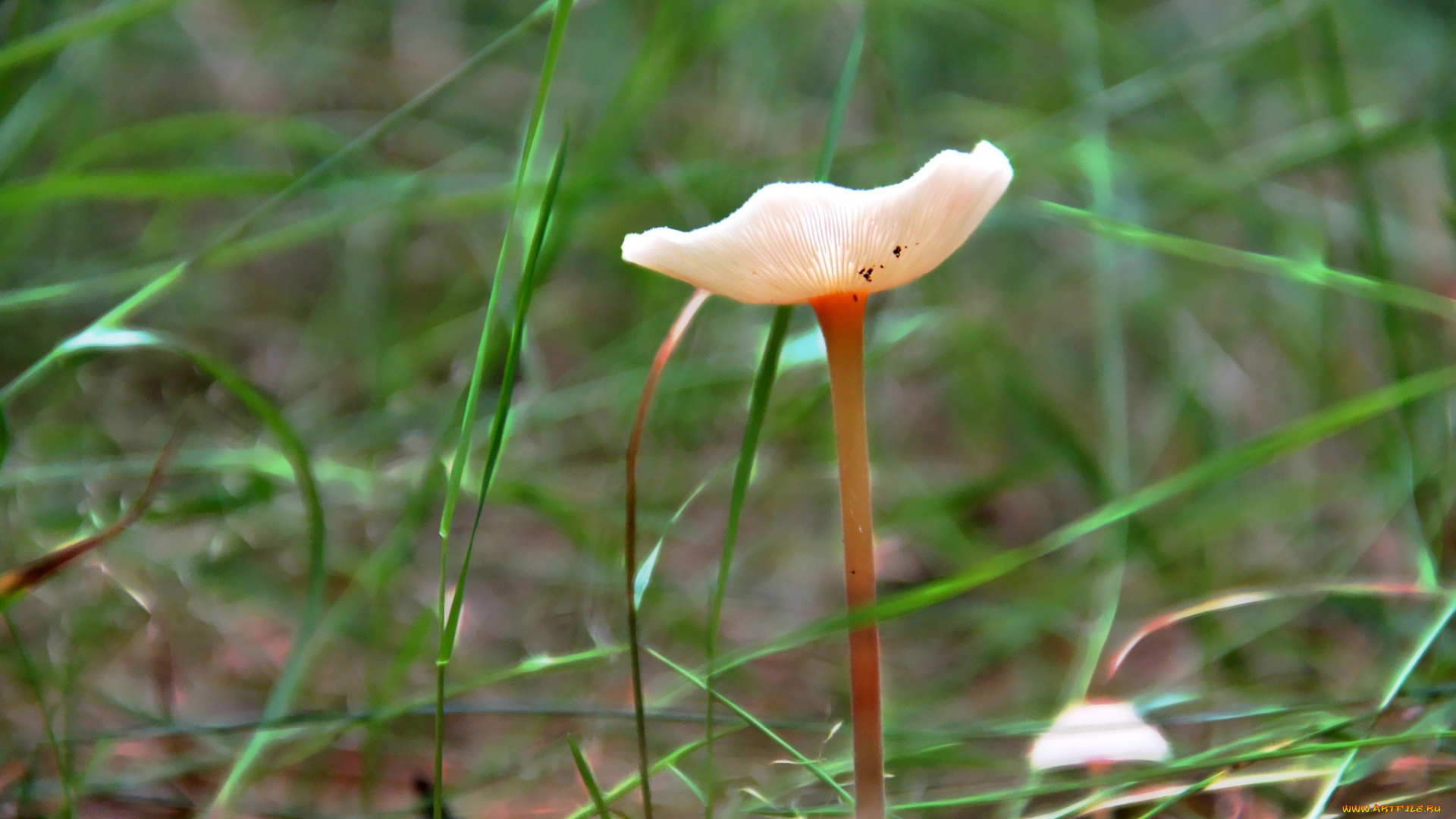 природа, грибы, грибок, трава