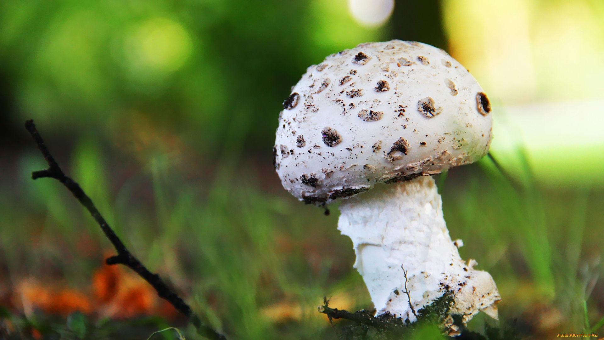 природа, грибы, пятна, шляпка, ветка