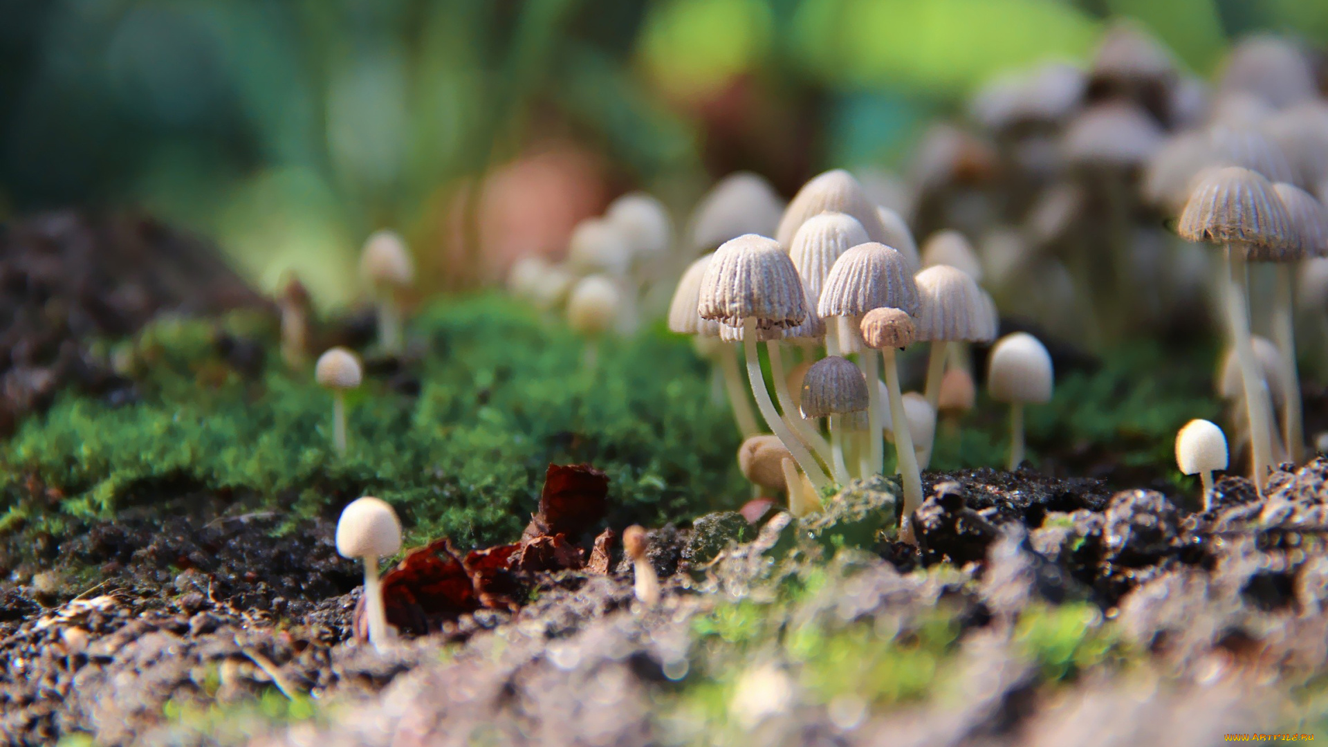 природа, грибы, семейка