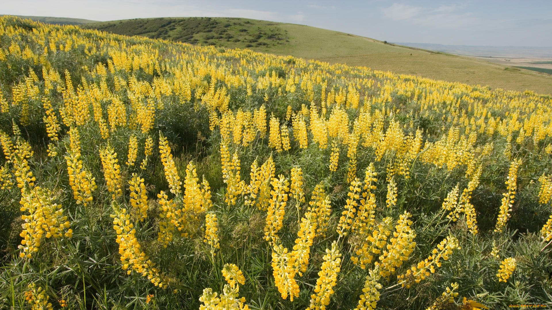 природа, луга, цветы