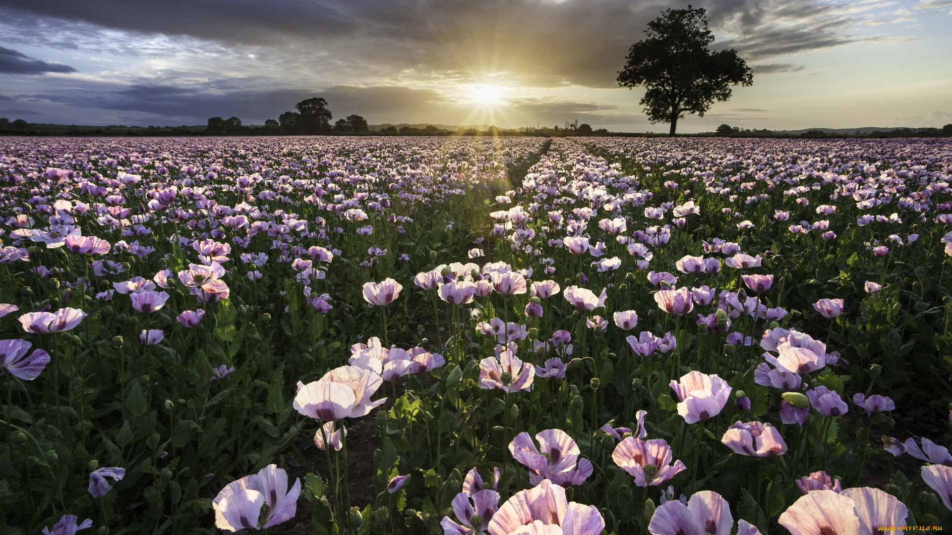 природа, луга, тучи, маки, трава, поле, закат
