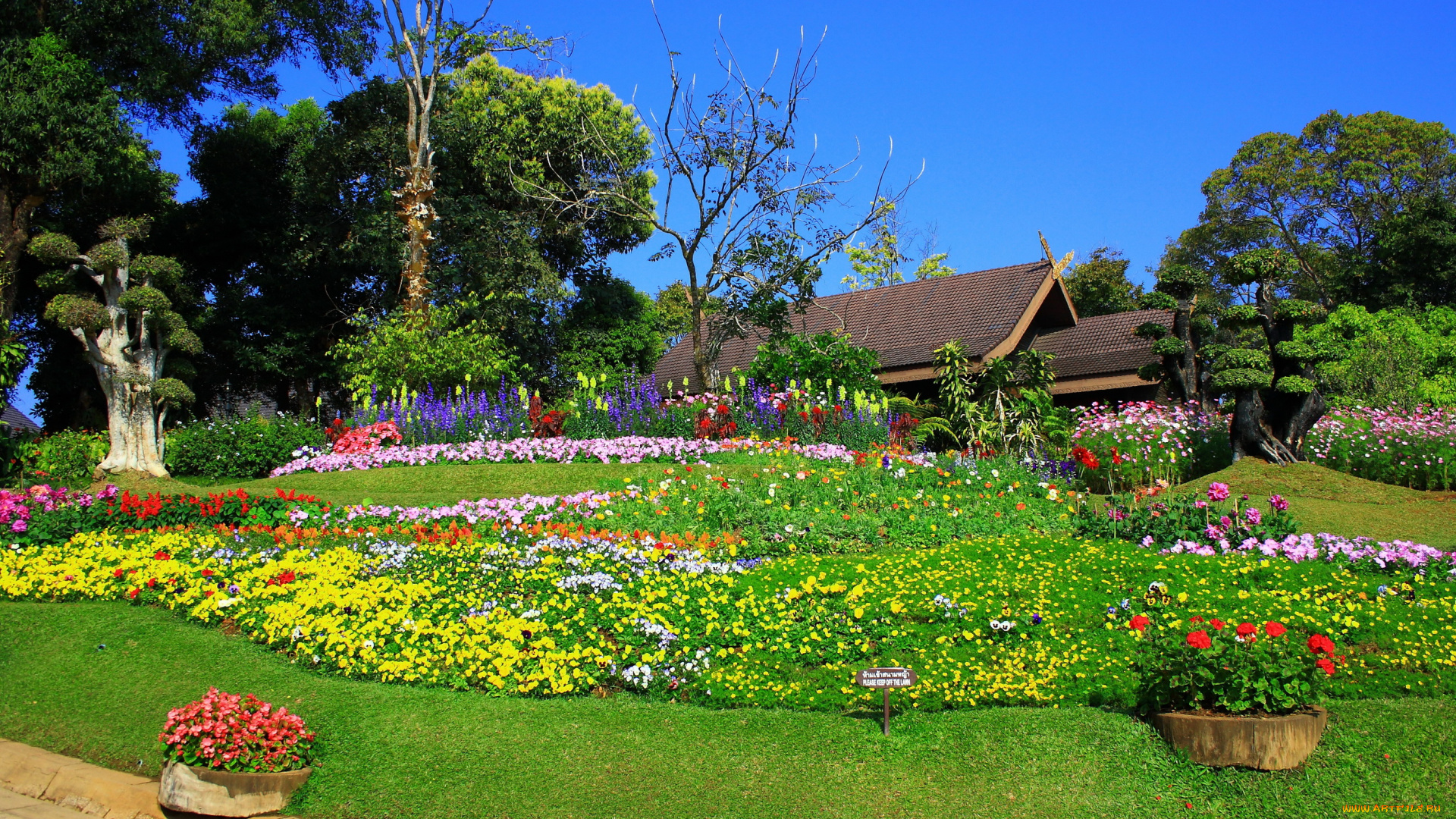 природа, парк, сад, цветы