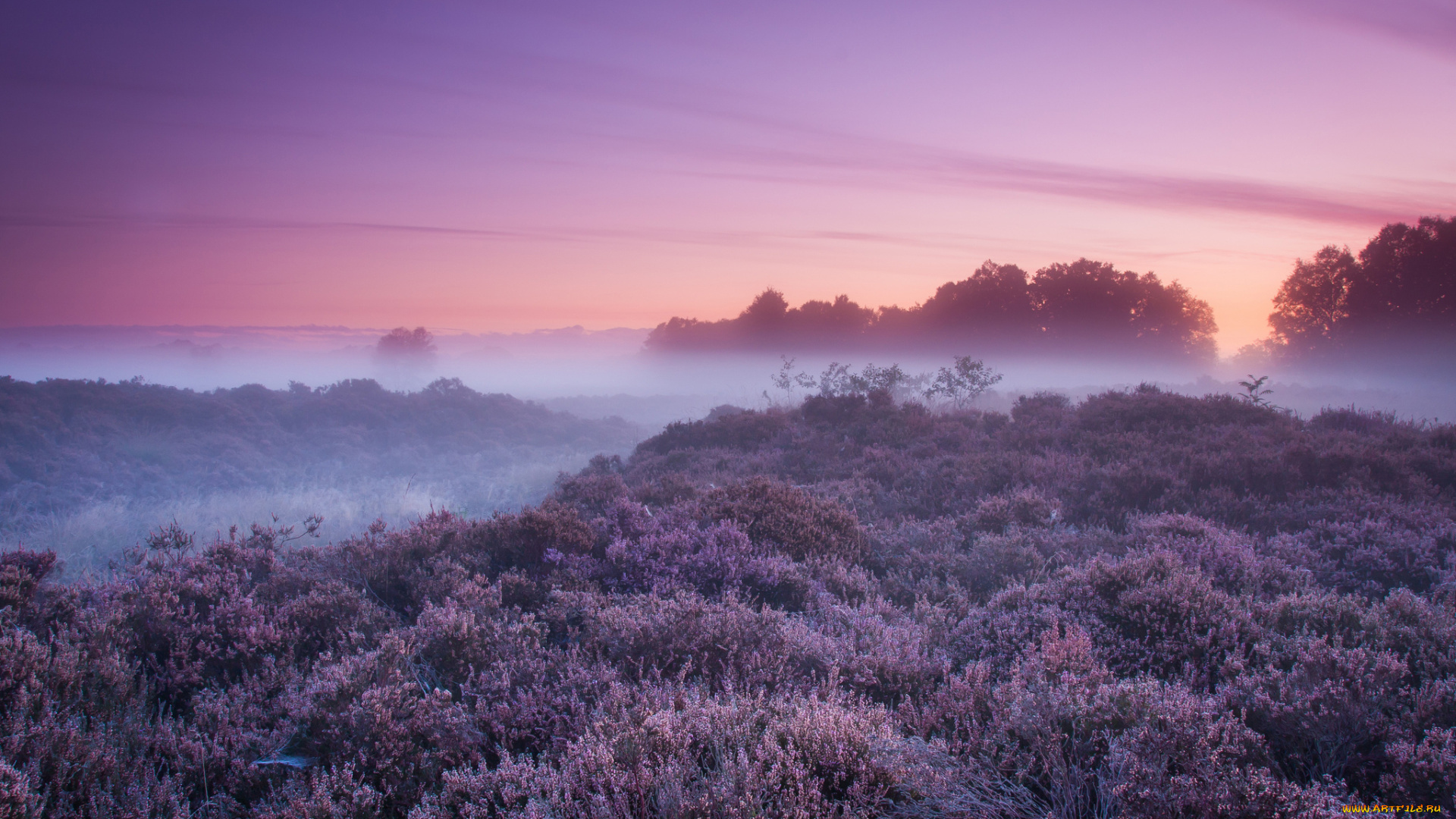 природа, пейзажи, туман, утро
