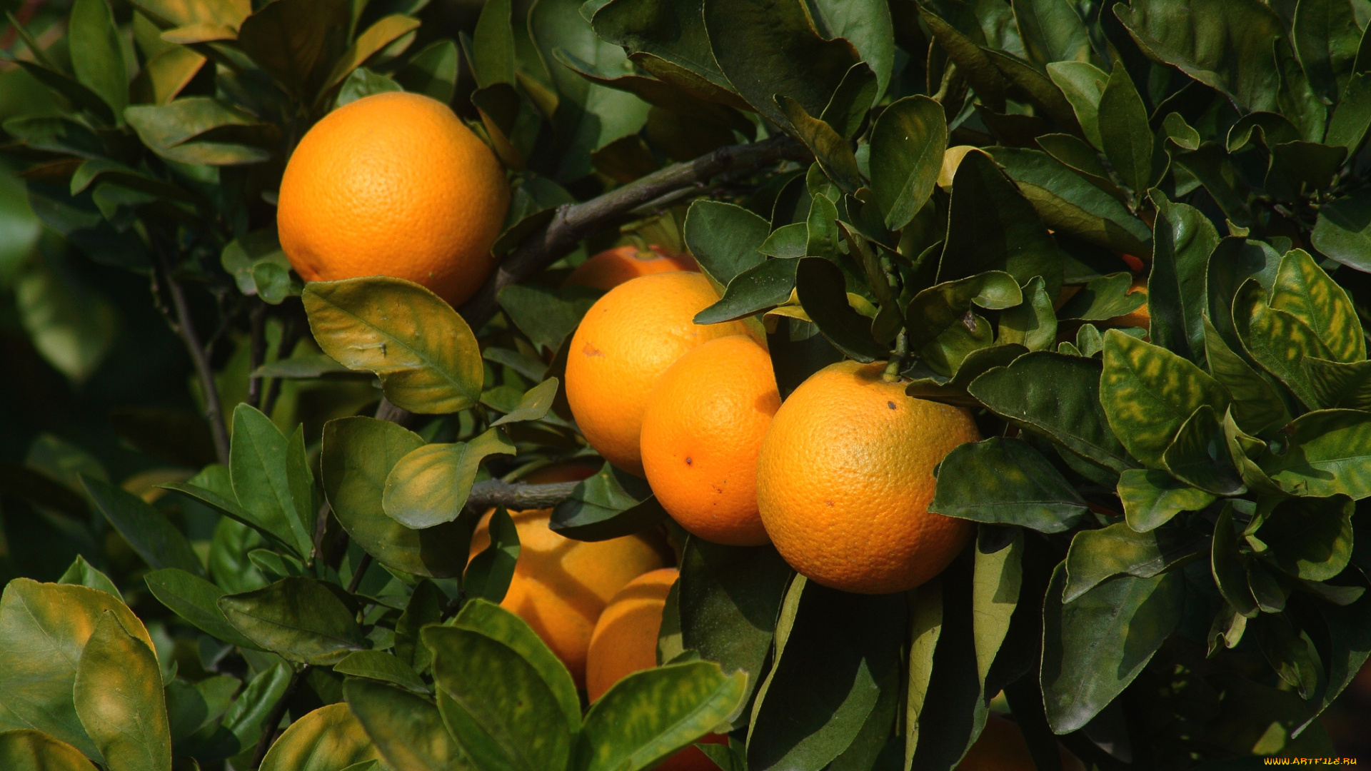 природа, плоды, апельсины, дерево