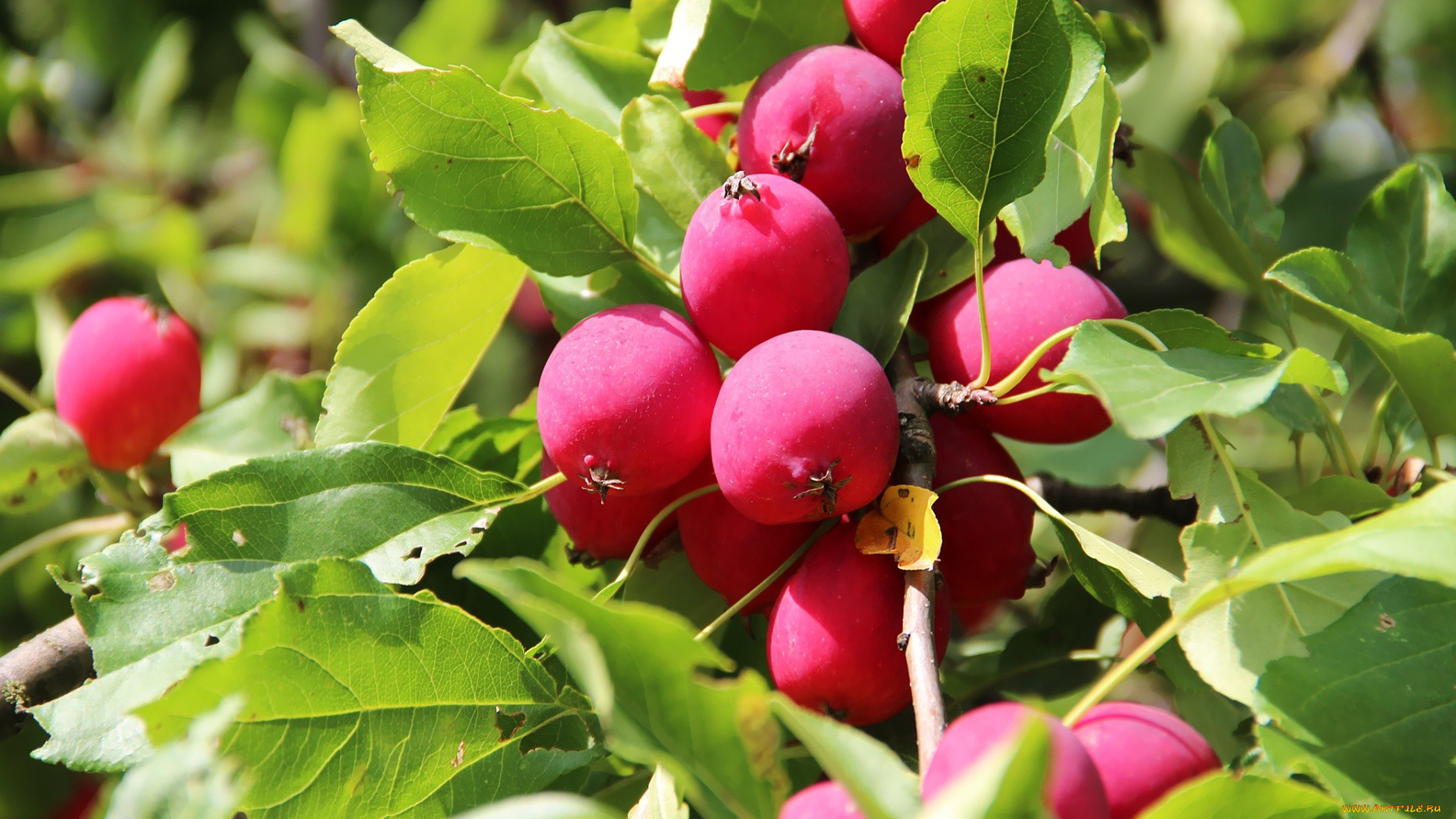 природа, плоды, райские, яблочки