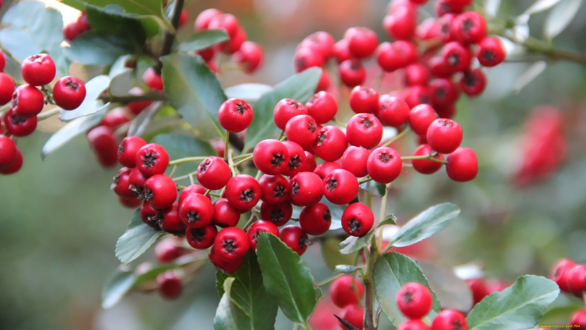 природа, Ягоды, рябина, красный