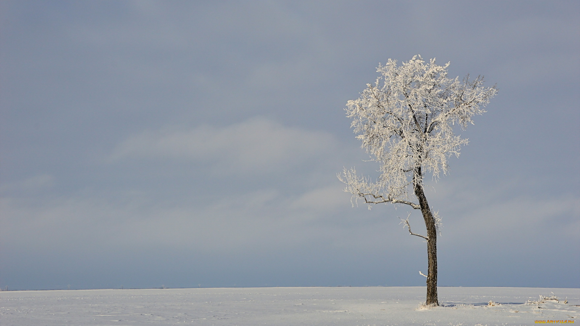 природа, зима, дерево, поле