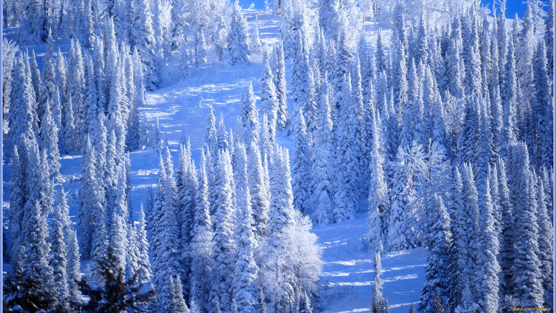 природа, зима, лес, снег