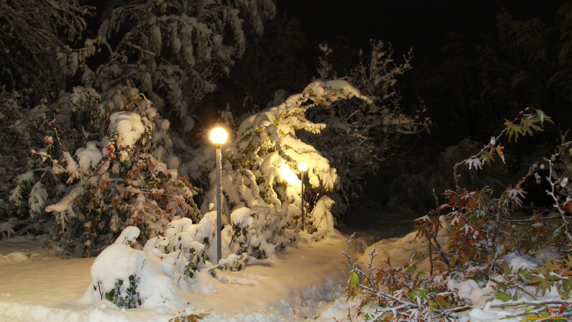 природа, зима, парк, снег