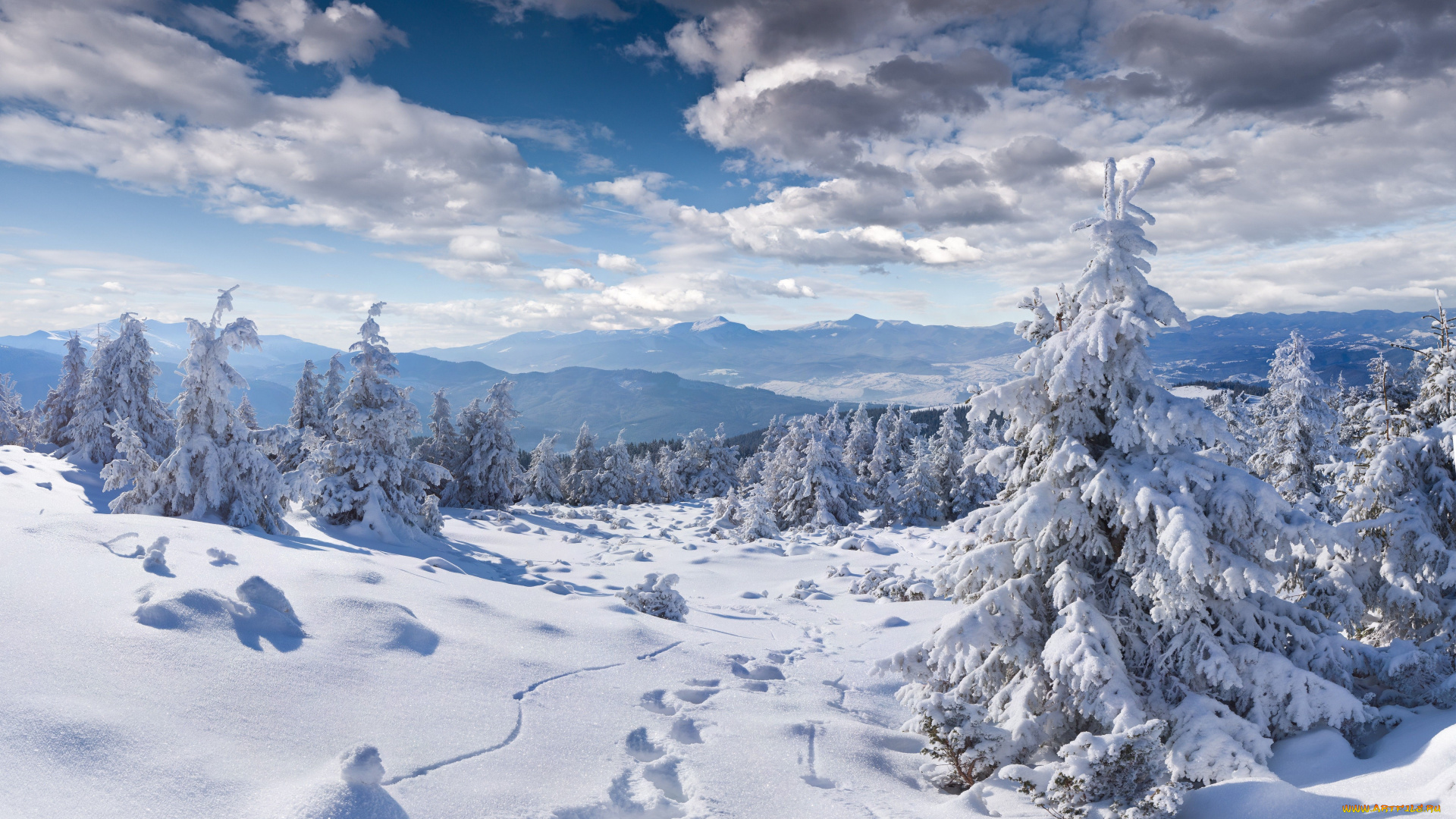 природа, зима, пейзаж, следы, ели, снег