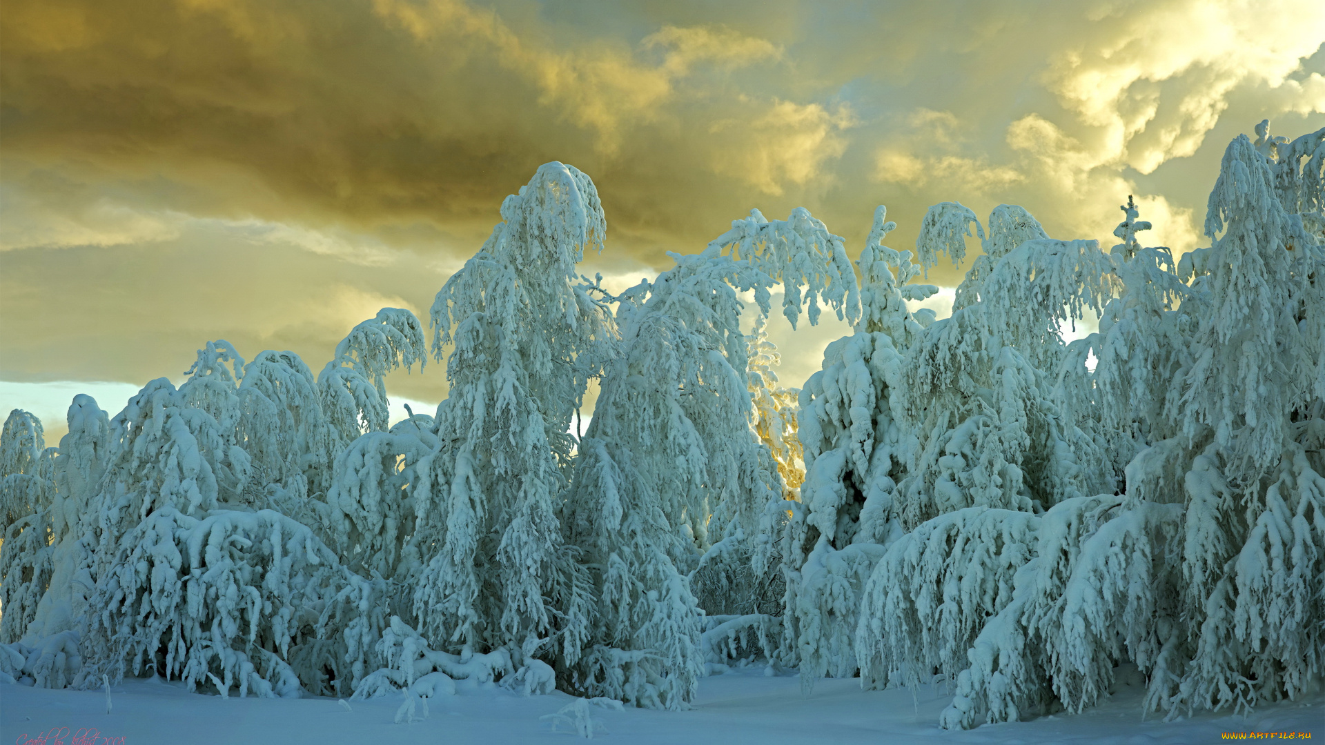 природа, зима, снег