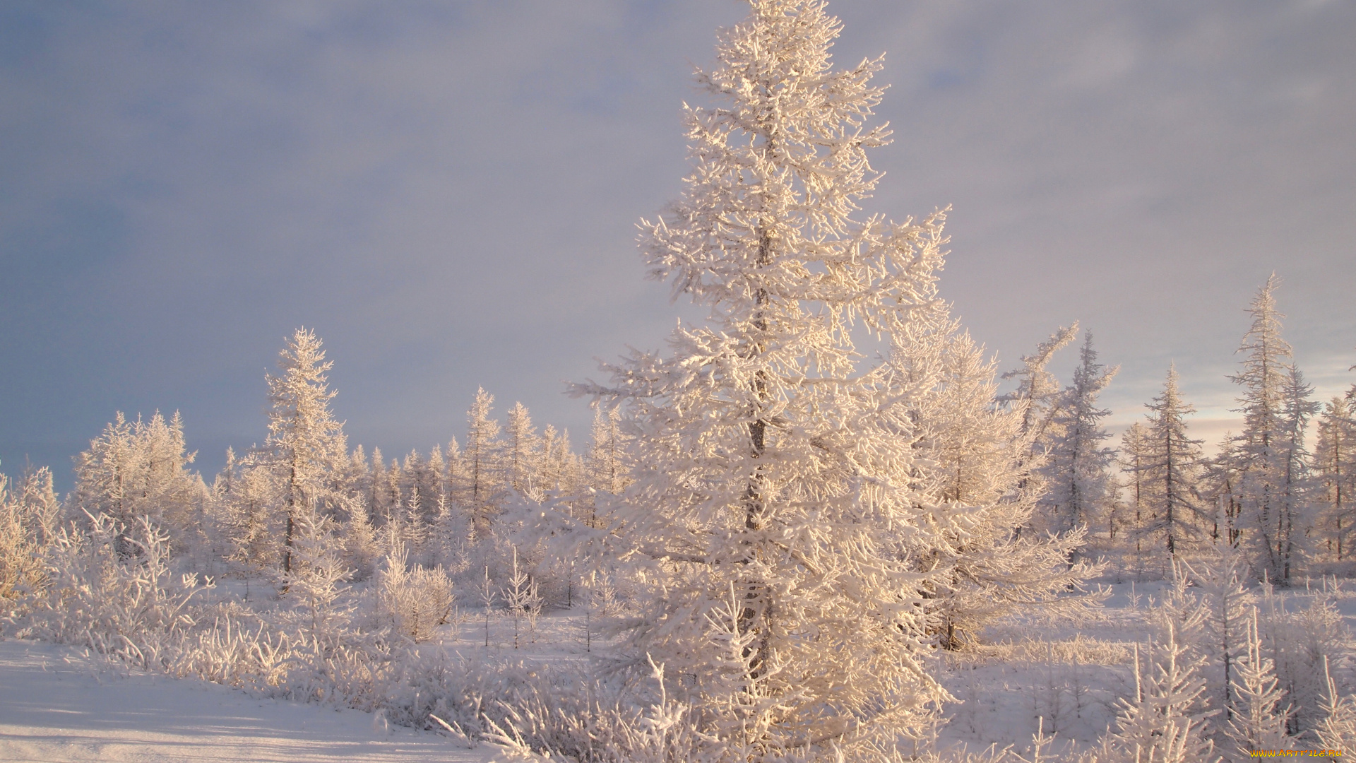 природа, зима, снег