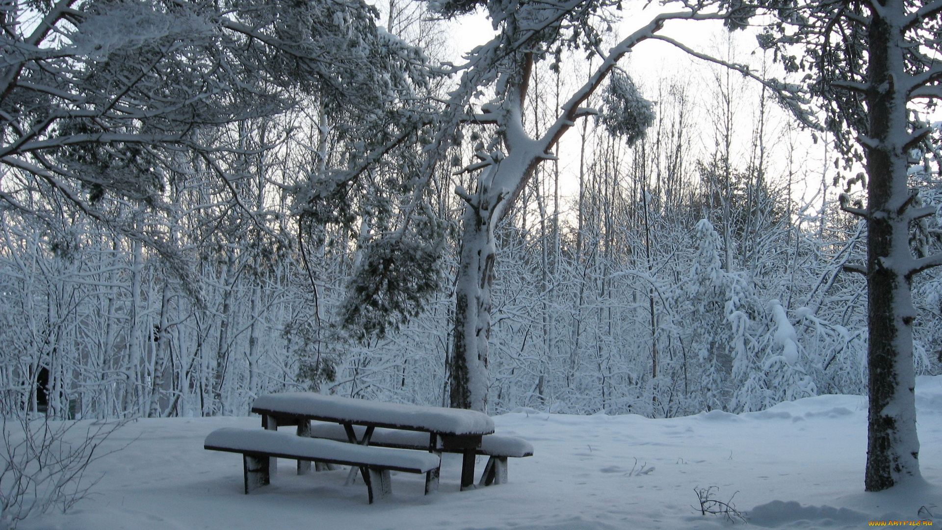 природа, зима, снег