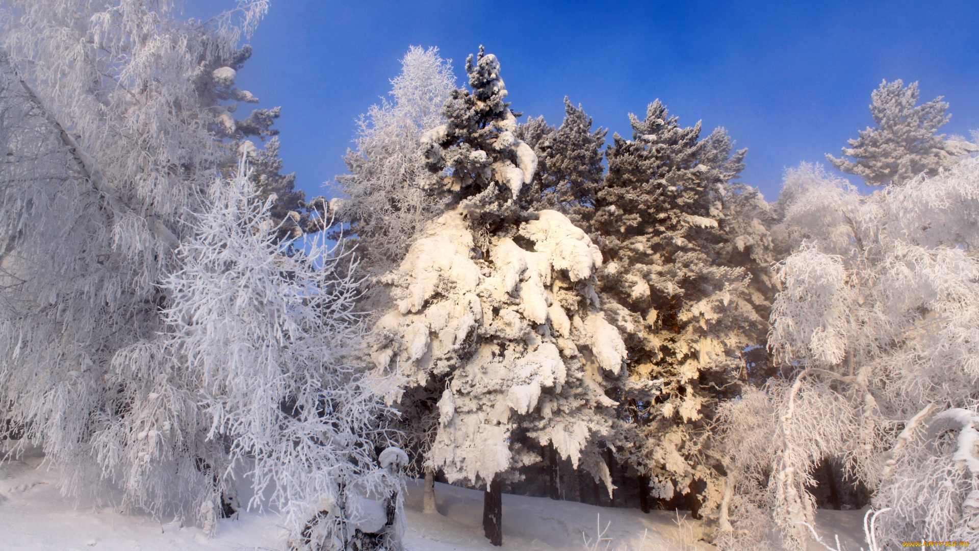 природа, зима, снег, лес