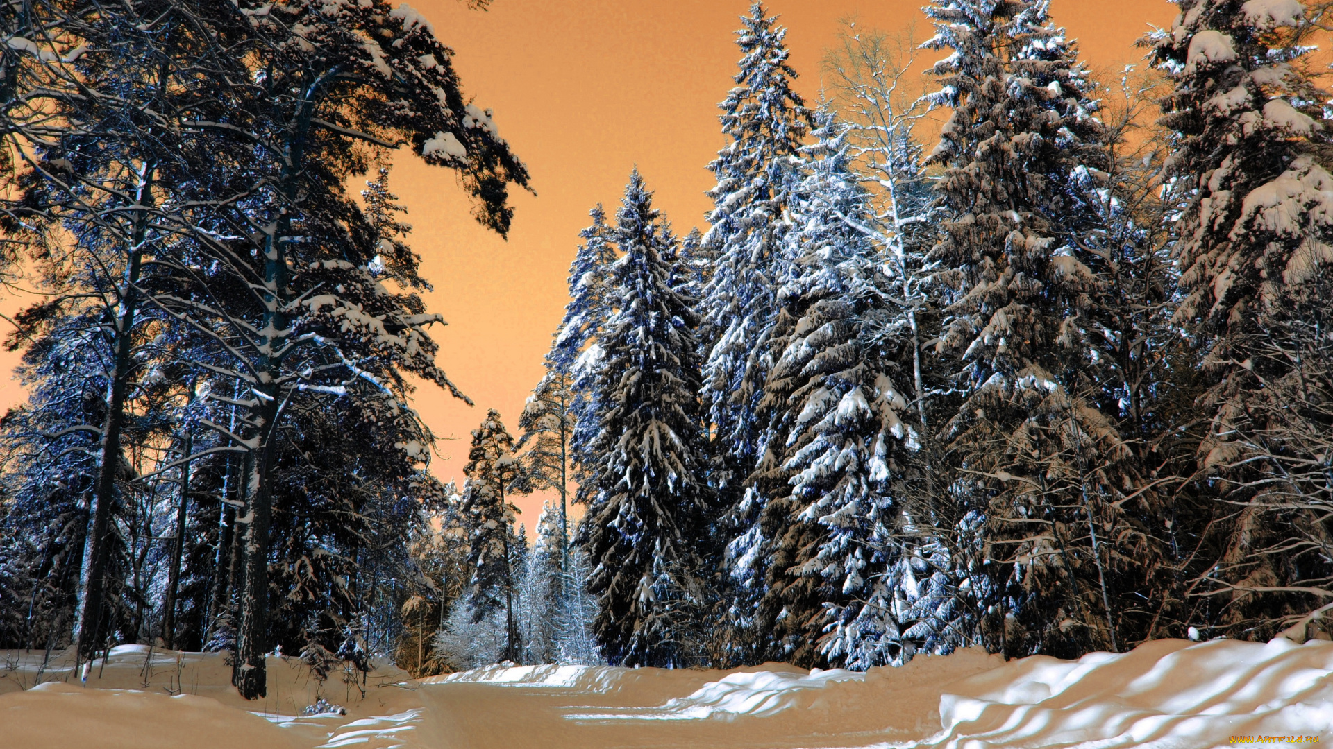 природа, зима, снег, лес