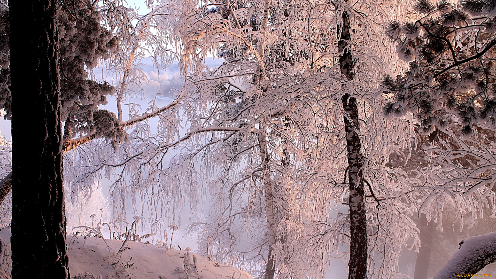 природа, зима, снег, лес