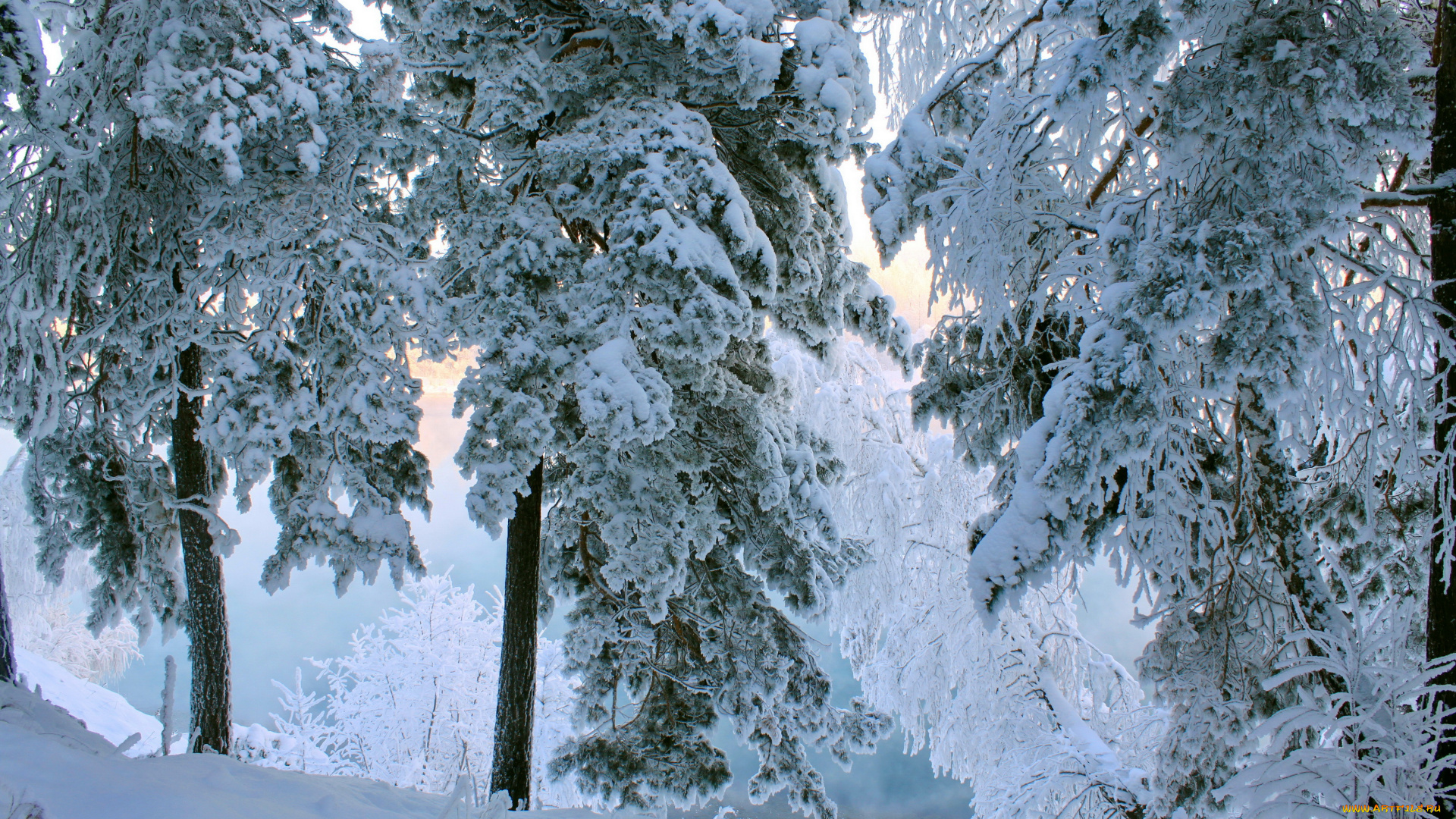 природа, зима, снег, лес