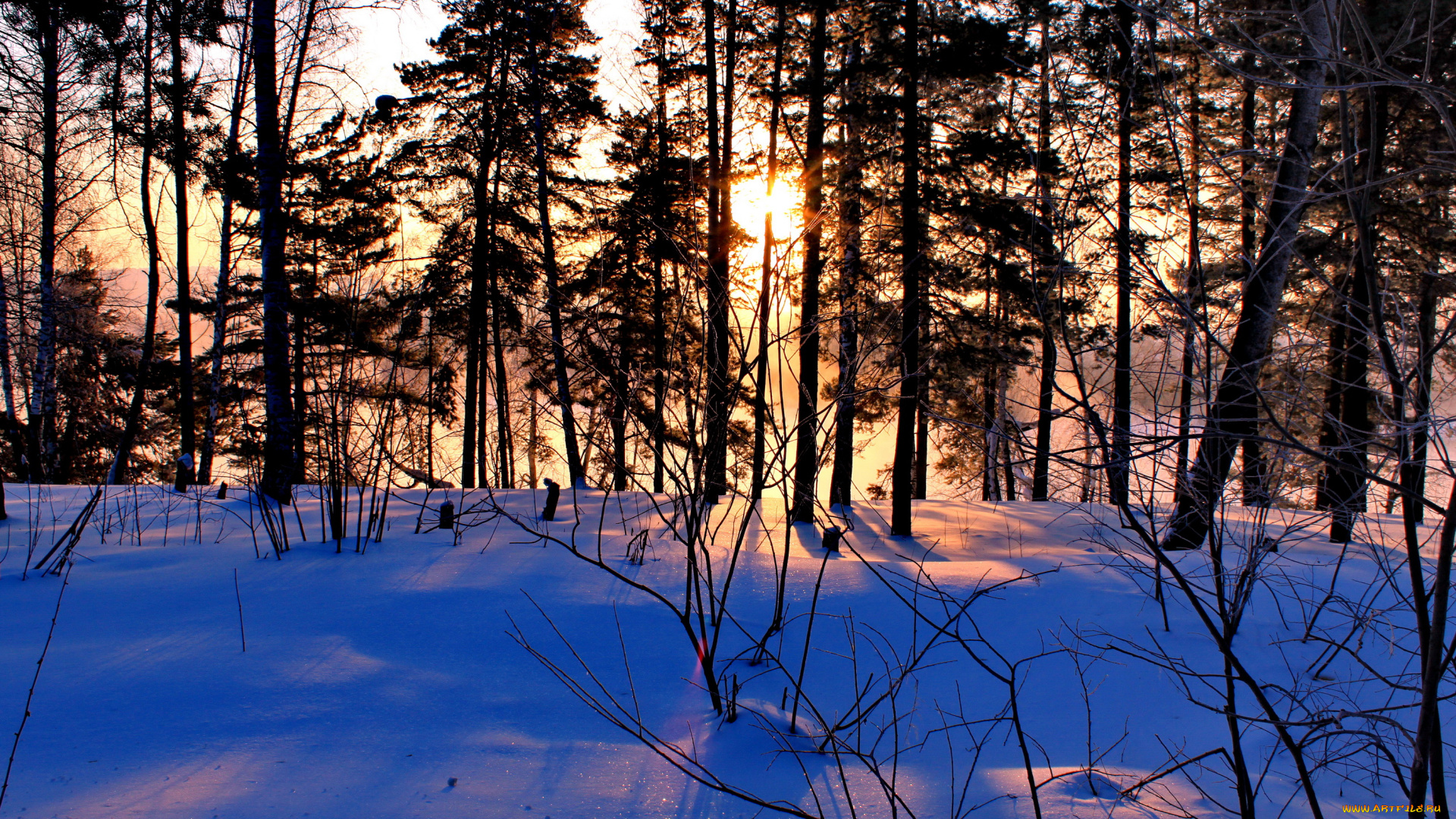 природа, зима, снег, сосны