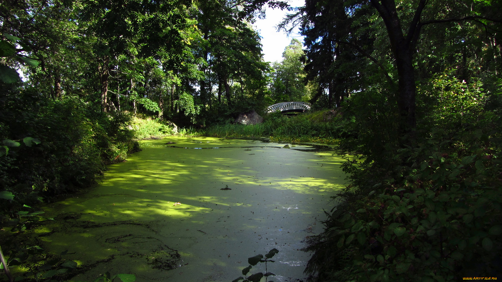 выборг, парк, монрепо, природа, река, деревья