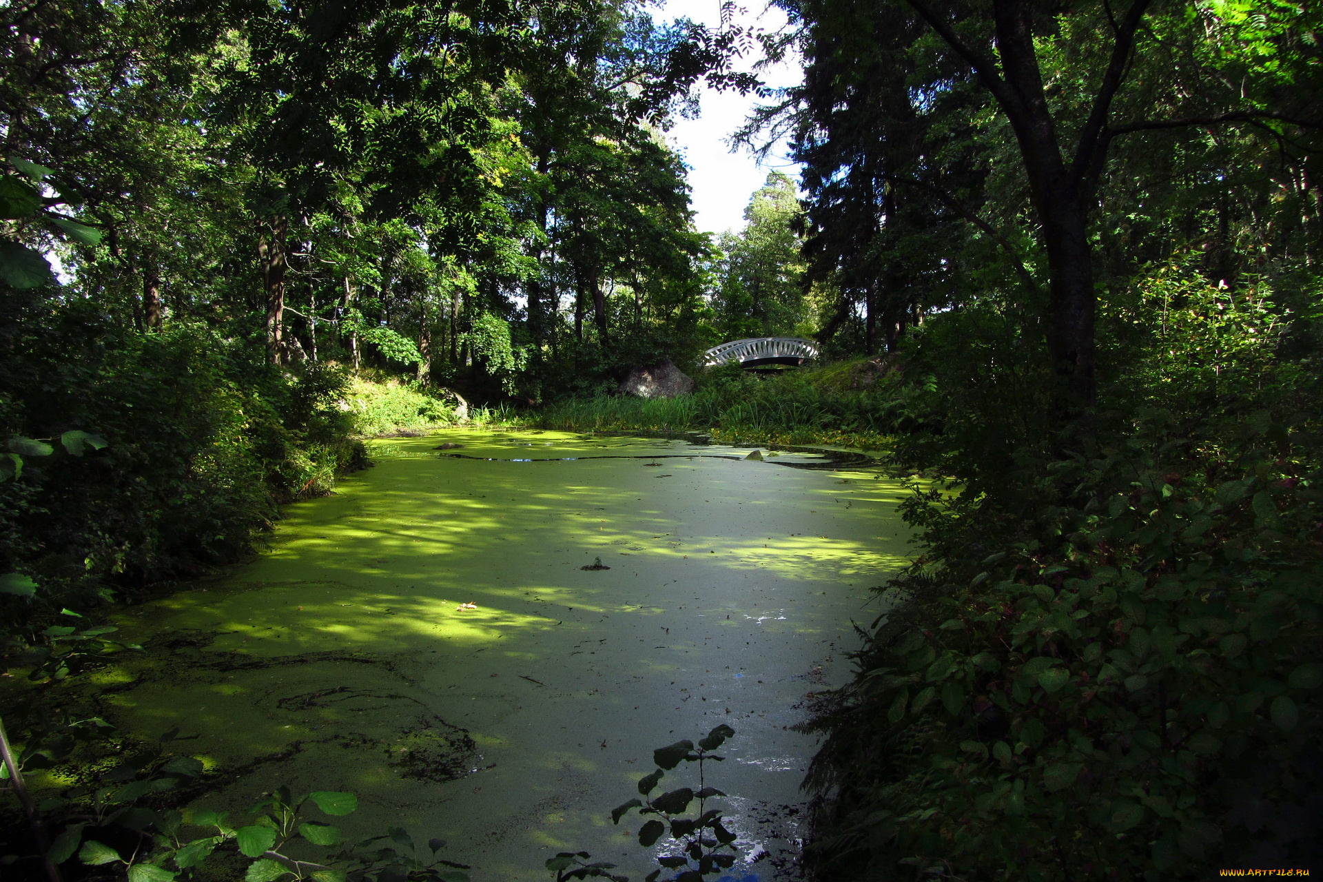 выборг, парк, монрепо, природа, река, деревья