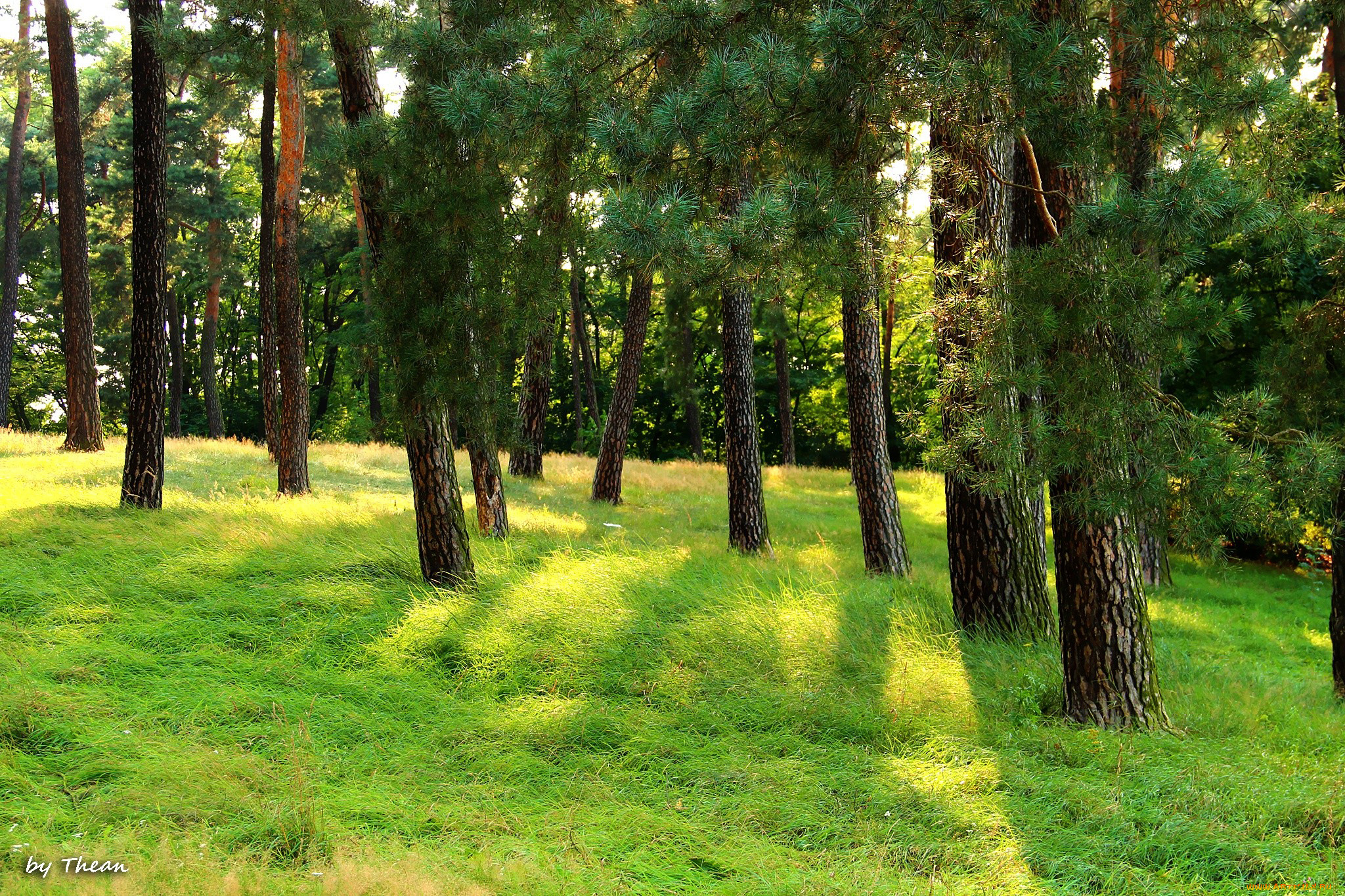 природа, деревья, сосны