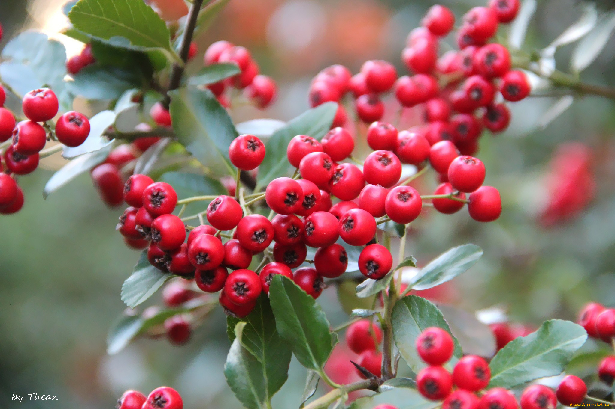 природа, Ягоды, рябина, красный